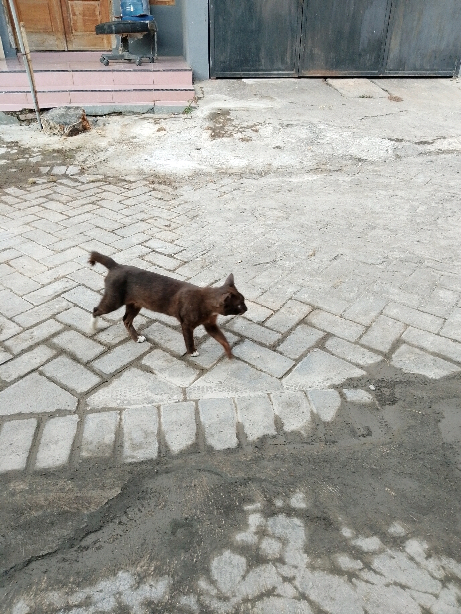 A brown cat with white paws is walking on a paved pathway. The pathway is made of interlocking rectangular stones laid in a herringbone pattern. In the background, there is a grey metal gate and a wooden door. To the left of the door are pink tiled steps, and a stool with wheels is visible on the steps. A tree stump is situated on the ground near the steps. The ground is a mix of concrete and patches of dirt and mud, with some water puddles visible. The scene appears to be an outdoor area in the city of Pasuruan, Indonesia, likely a residential or commercial property entrance.