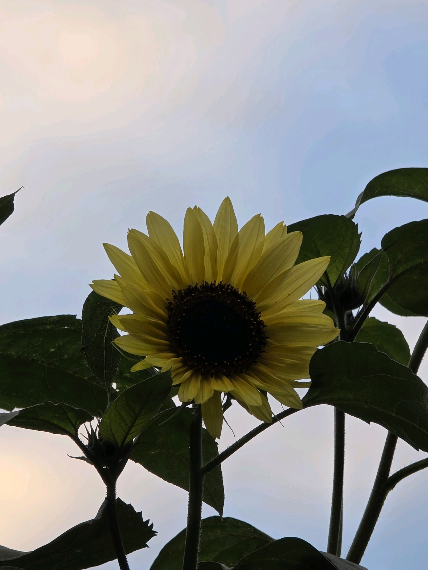 An upward-facing, low-angle shot captures a vibrant sunflower against a gradient sky, transitioning from a soft peach hue at the top to a pale blue towards the bottom. The sunflower, positioned centrally, is a rich yellow with a dark brown, textured center. Its large, green, serrated leaves and thick, fuzzy stems are silhouetted against the sky, with some leaves framing the flower and others reaching towards the edges of the frame. The overall lighting suggests either early morning or late evening. The scene is devoid of any human presence and does not provide any specific indicators of its location within the city of Речицы, Russia.
