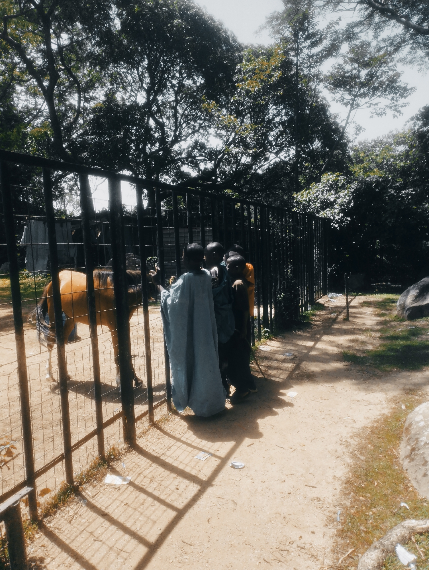 The image depicts a group of individuals, seemingly children, standing behind a fence. One of the children is wearing a light blue garment, and another is wearing a yellow garment. The fence encloses an area where a brown horse is visible. The ground is sandy and there are trees in the background. The scene appears to be an outdoor enclosure, possibly a zoo or animal sanctuary. The presence of a fence suggests it is a controlled environment for observing animals. The lighting indicates it is daytime, with sunlight casting shadows from the fence onto the ground. The overall impression is a casual interaction between people and an animal in an outdoor setting.