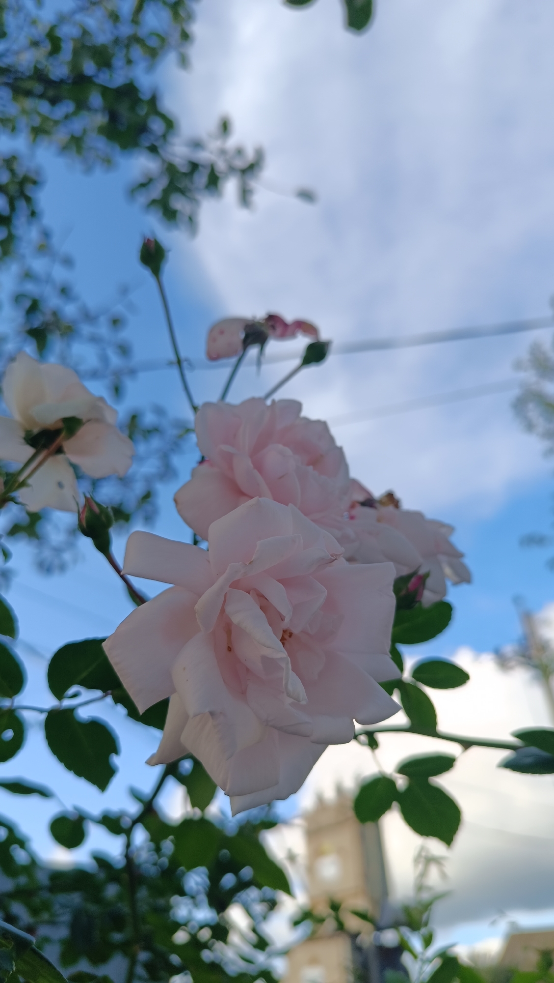 The image shows several light pink roses in focus, with green leaves and rosebuds visible. The background is blurred, revealing a bright blue sky with scattered clouds, tree branches, and what appears to be a building with a tower or clock in the distance. The perspective is from below, looking upwards towards the roses and sky. The scene is outdoors. There are no people or animals visible in the image. There is no information to suggest the location is Karsha, Russia.