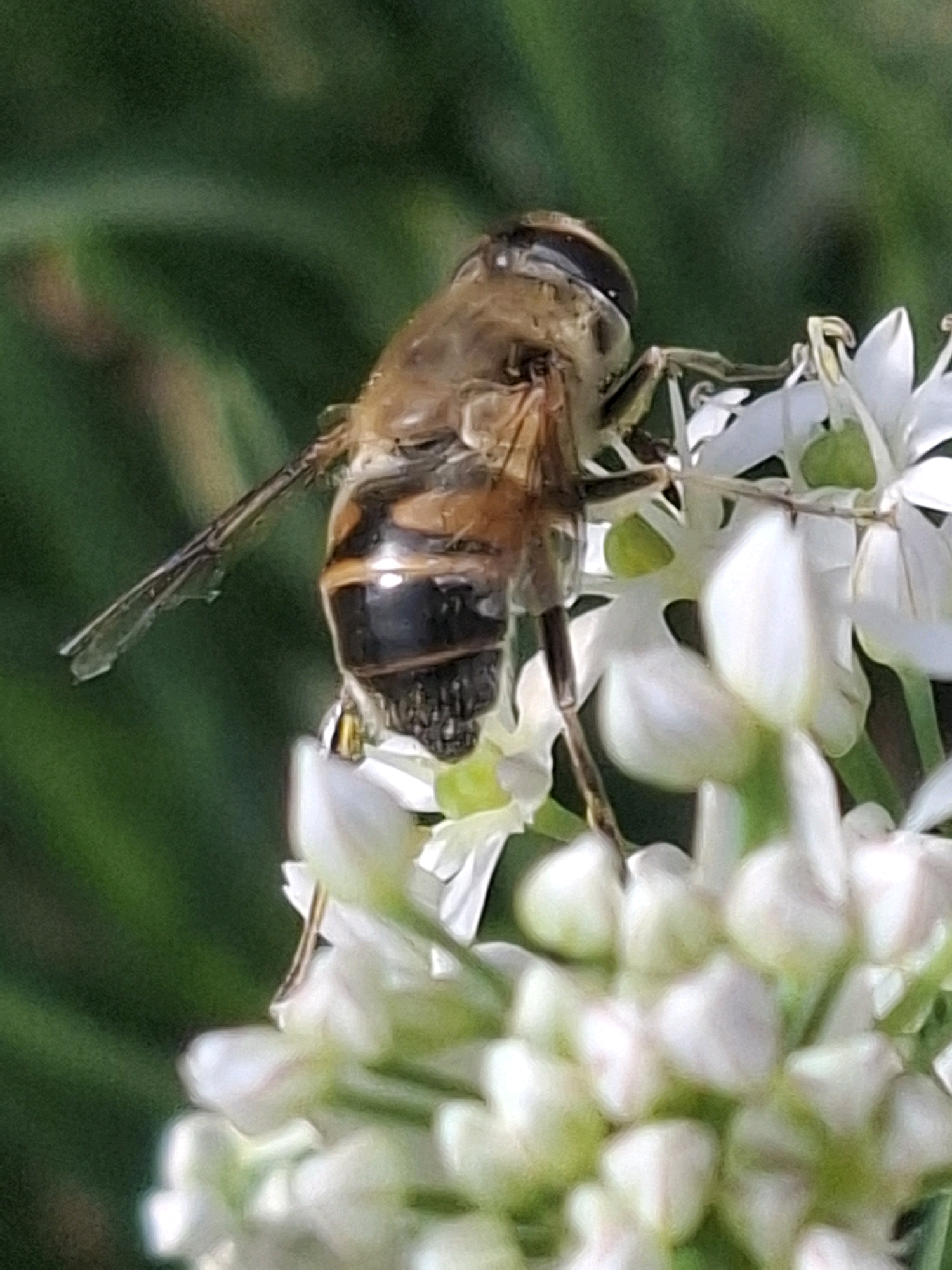 A hoverfly, identified by its distinct black and yellow banding, is perched on a cluster of small white flowers. The insect's translucent wings are visible, and its compound eyes are prominent. The flowers appear to be part of a larger bloom, with some petals unfurling and others still in bud. The background is a soft blur of green, suggesting foliage. The image does not contain any elements that would allow for the identification of a specific location in Almaty, Kazakhstan.