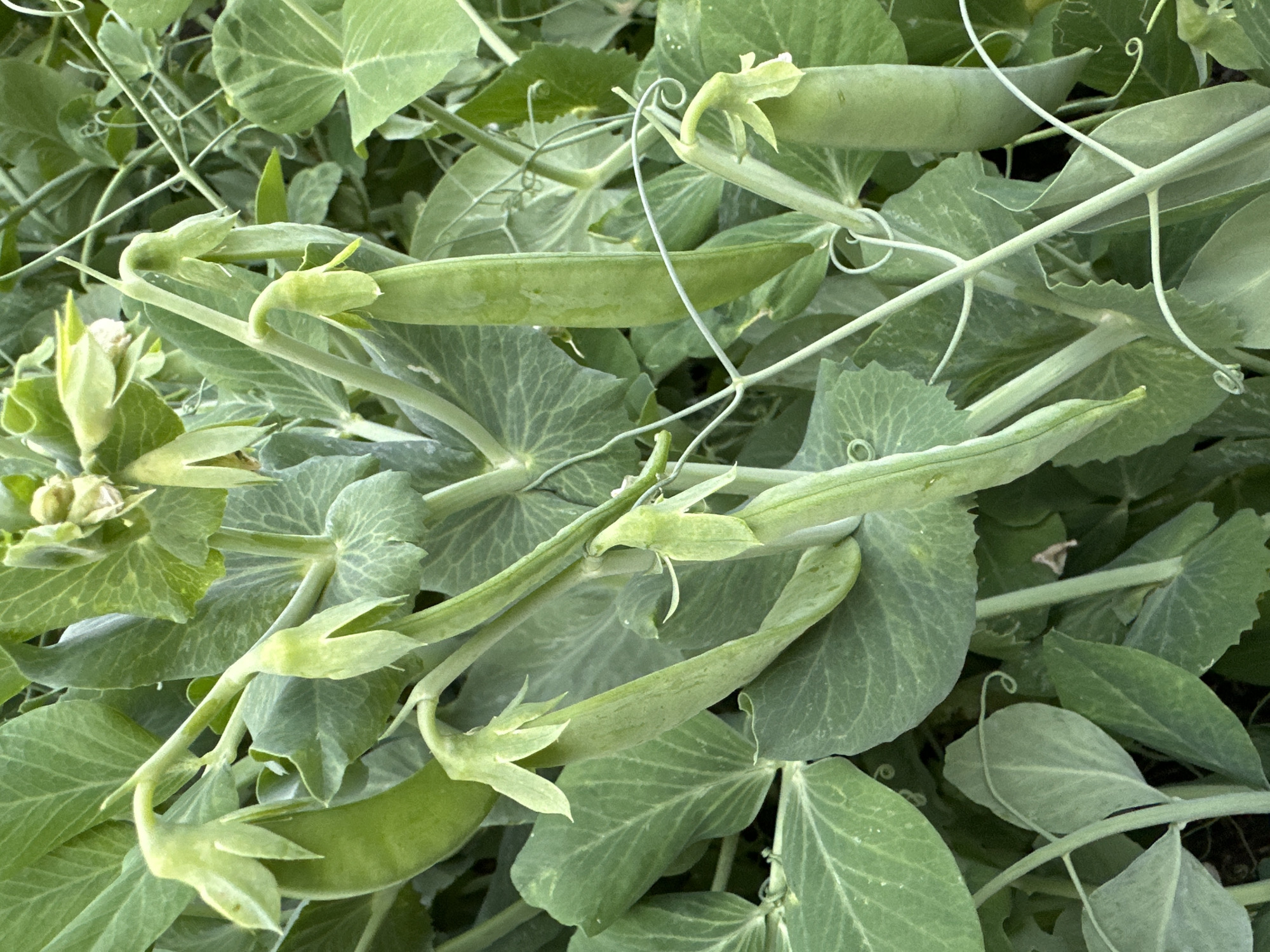 The image is a close-up, overhead shot of pea pods and foliage. The pea pods are plump and green, with some still attached to the vine by delicate tendrils. The leaves are a vibrant green, with a slightly fuzzy texture and prominent veins. The overall impression is one of lushness and growth. The lighting appears to be natural, suggesting it was taken outdoors during the daytime. There are no people or animals visible in the frame. The image focuses solely on the botanical details of the pea plant. The background is a blur of green, indicating the subject is in focus. The scene is static, with no discernible activity taking place beyond the natural growth of the plant. The image evokes a sense of freshness and the bounty of nature.