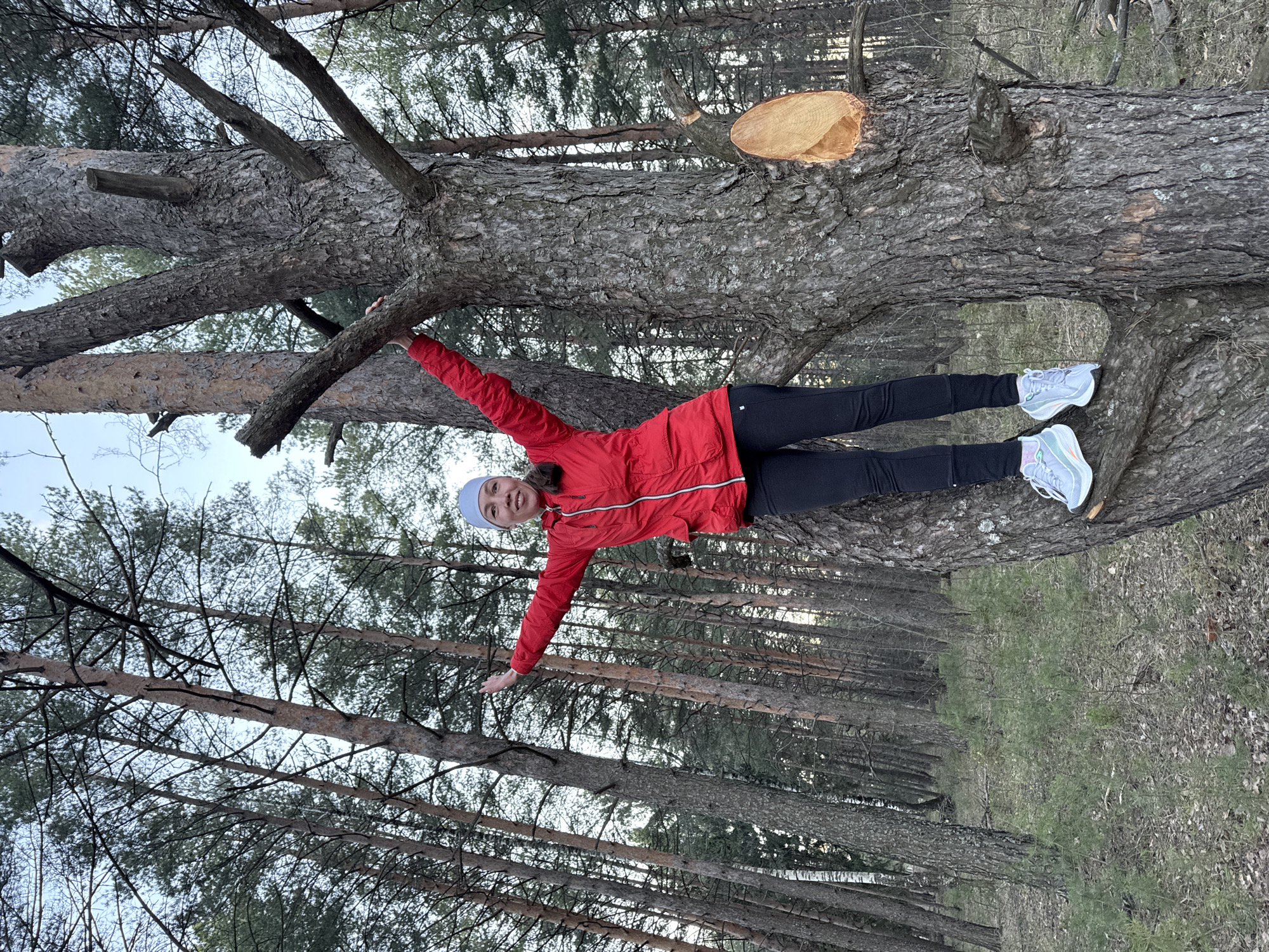 A woman is playfully posing on a large, fallen tree trunk in a pine forest. She is positioned horizontally across the trunk, extending her left arm to grasp a branch for support and her right arm outward for balance. Her legs are stretched along the trunk. She is wearing a red jacket, black leggings, a light blue or grey beanie, and light-colored athletic shoes. The woman has a joyful expression, smiling at the camera.
The fallen tree, likely a pine, has rough, textured bark and several broken or cut-off branches. A distinct, fresh circular cut is visible on one end of the trunk, revealing the light-colored wood inside. The background consists of a dense forest of tall pine trees, with their slender trunks and branches reaching towards a bright, overcast sky. The lighting suggests it is daytime, possibly late afternoon or early morning. The overall scene depicts an outdoor recreational activity in a natural, wooded environment. No visible text is present in the image.