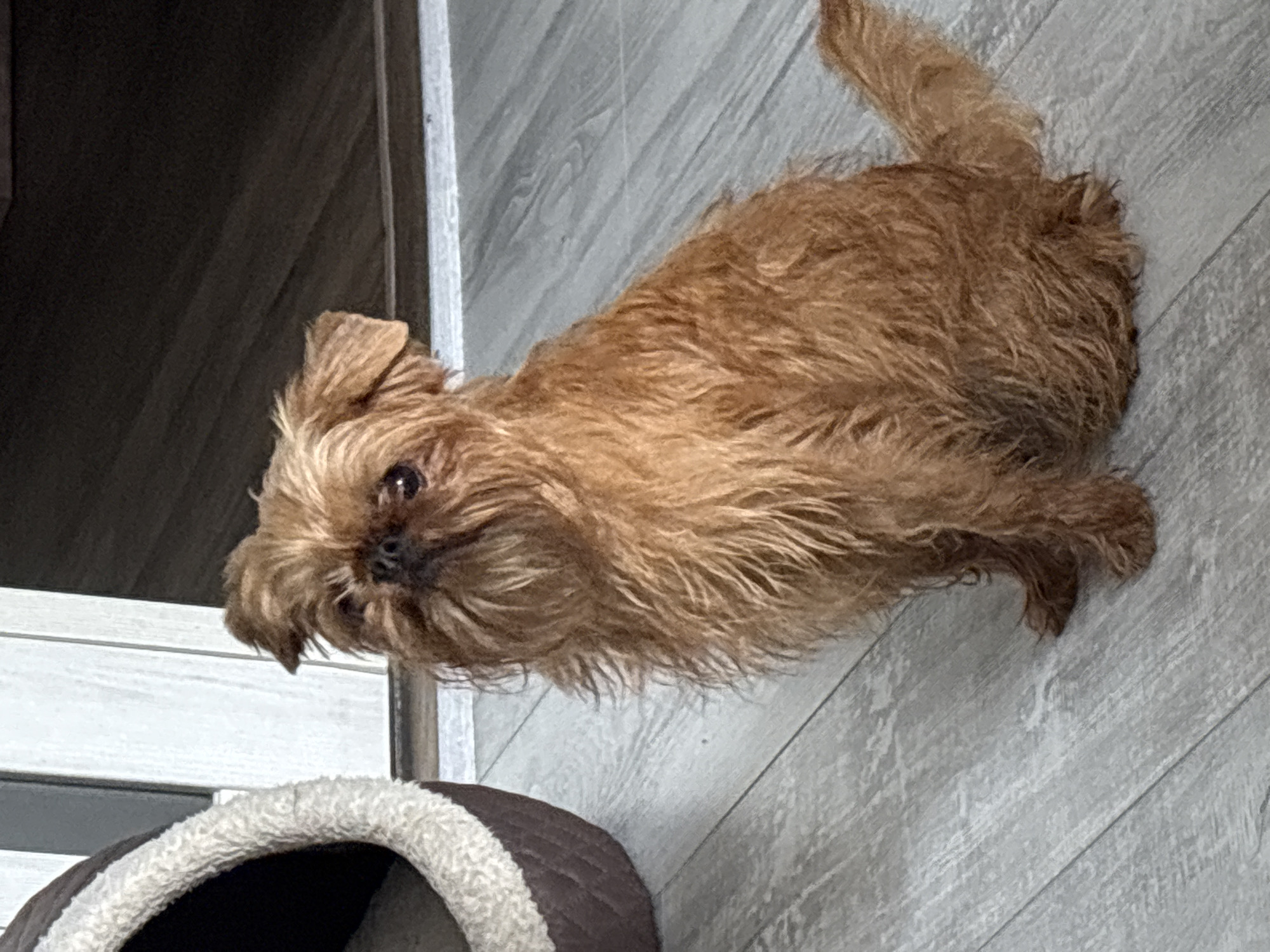 A small, brown, scruffy dog sits on a light gray wooden floor. The dog is facing forward and slightly to the left, with its tail curled to the right. To the left of the dog is a brown and white dog bed. Behind the dog, a white vertical panel and a dark horizontal surface are visible. The lighting suggests an indoor environment, likely a home. There is no information to indicate this image is located in Chelyabinsk, Russia.