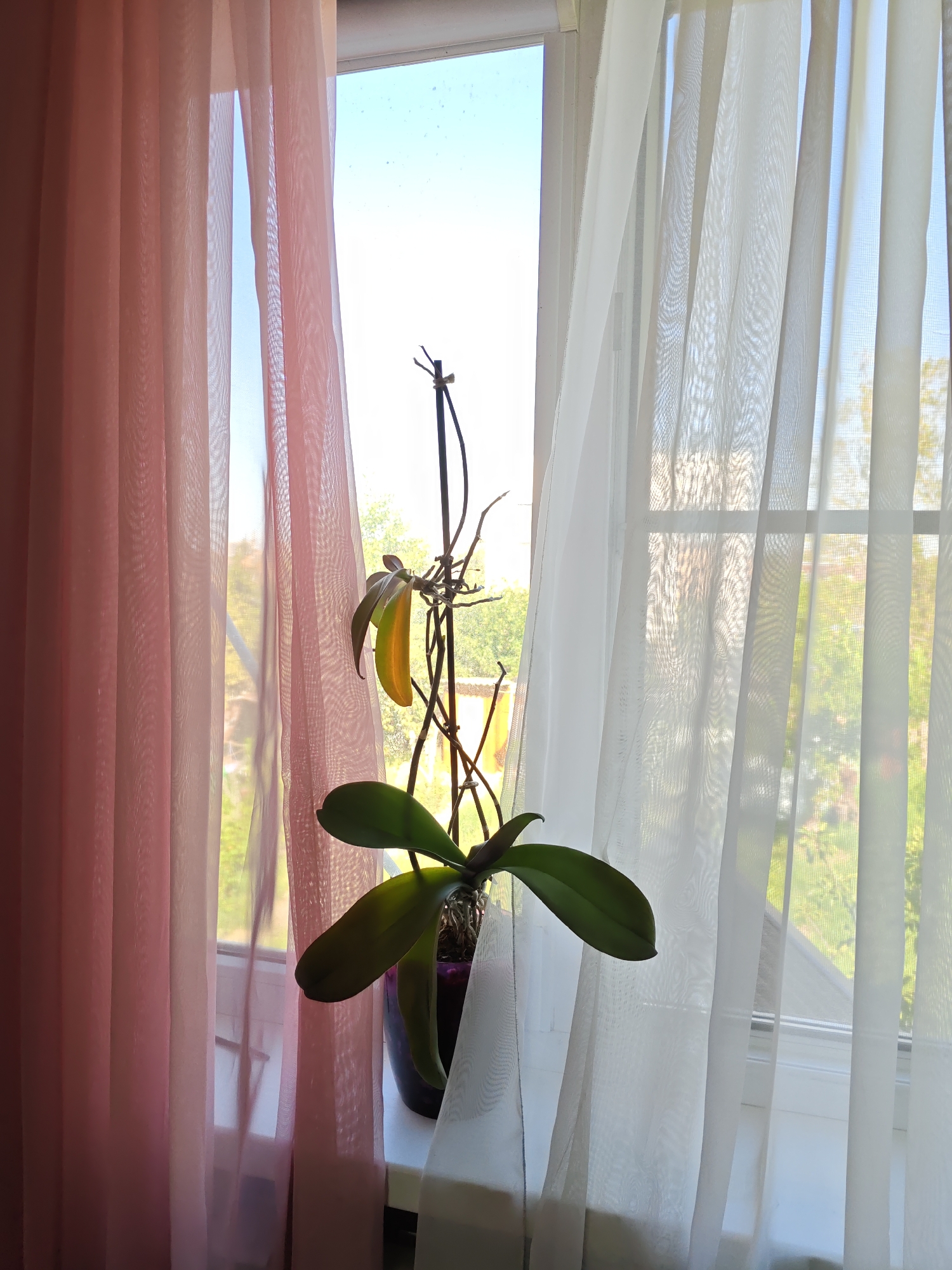 A potted orchid plant with green leaves and a yellowing leaf sits on a windowsill. The plant is partially obscured by sheer pink and white curtains. Outside the window, trees and a building are visible, suggesting an urban or suburban environment. The lighting indicates it is daytime. The image does not provide any information to suggest the location is the city of Olginskaya, Russia.