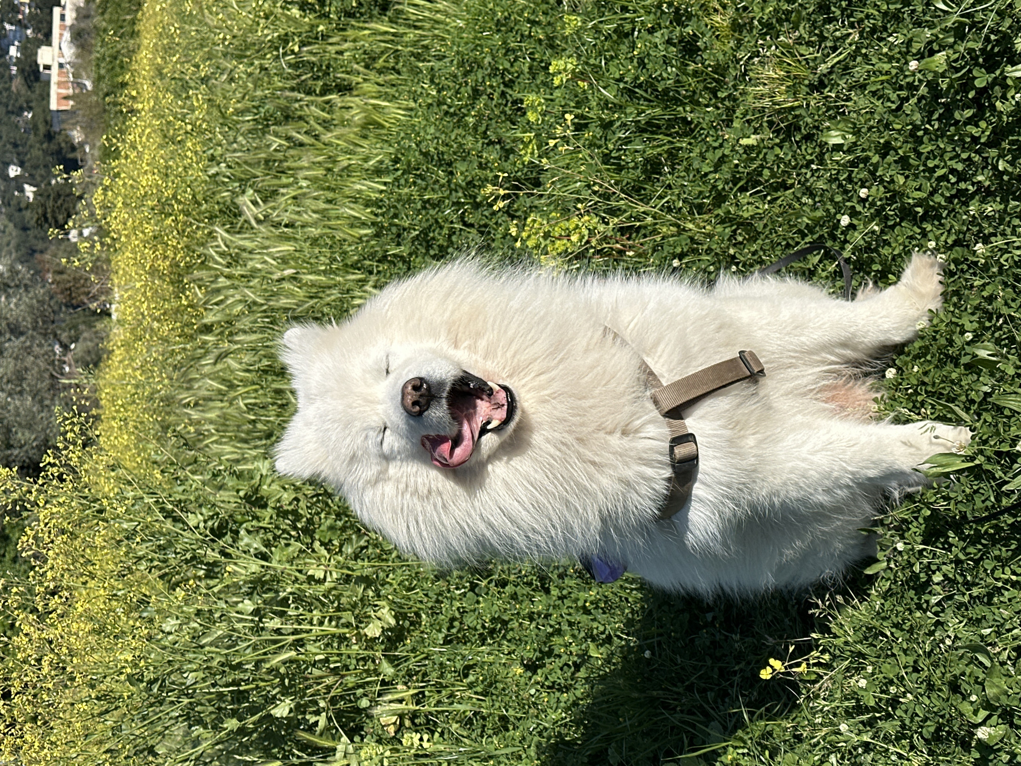 A white Samoyed dog wearing a brown harness lies on its back in a grassy field under bright sunlight. The dog has its mouth open, seemingly panting or yawning. The field consists of green grass and patches of yellow wildflowers. In the background, there is a blurry view of buildings and trees, indicating the presence of a town or city. The location is Šušanj, Montenegro.