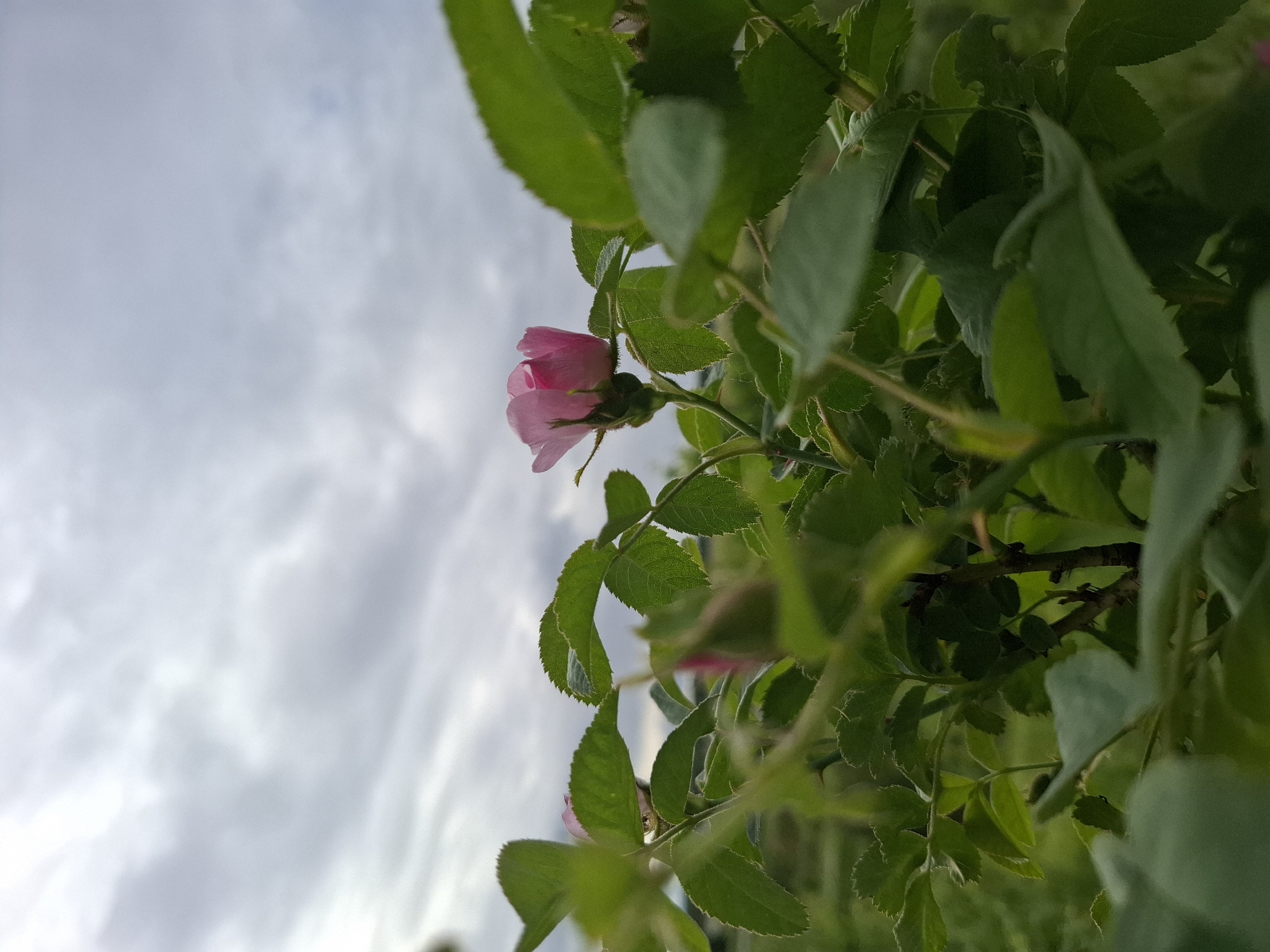 The image is an upward-angled view of a partially opened pink rose against a backdrop of overcast sky and green foliage. The rose is the primary subject, with its delicate petals and sepals visible. The green leaves, varying in size and shape, surround the flower. The cloudy sky serves as a blurred background. Without additional information, determining the precise location within Khlevnoye is impossible. No people, actions, or interactions are depicted.