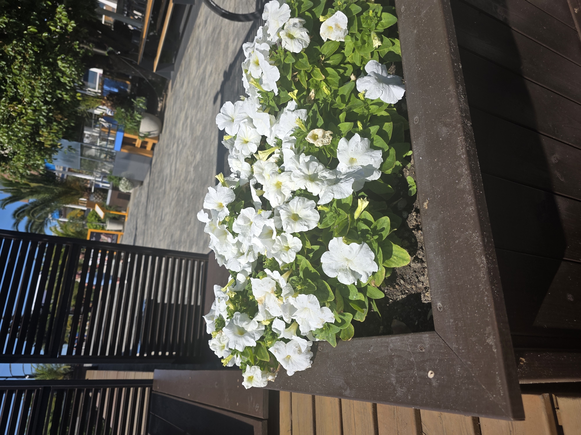 The image displays an outdoor, sunlit scene consistent with an urban or park environment in Sochi, Russia. A dark brown wooden planter box occupies the lower-center and left-foreground, containing a dense cluster of white petunia flowers with green foliage. Several petunia blossoms exhibit minor yellowing or signs of wilting. The wooden surface of the planter appears weathered, and multiple screws are visible along its top edges. To the immediate left of the planter, a section of dark brown wooden decking or a bench is visible.
In the midground, a paved area, likely composed of light-colored pavers, extends horizontally. On the left side of the midground, a dark brown slatted wooden screen or fence structure stands upright. On the right side, beyond the paved surface, a large tree with abundant green foliage is prominent. The background reveals a clear blue sky, numerous palm trees, and faint outlines of buildings or structures, some featuring blue architectural details. Additional urban landscaping elements, including benches, planters, and yellow signage, are discernible in the distant background. No individuals are present in the image.