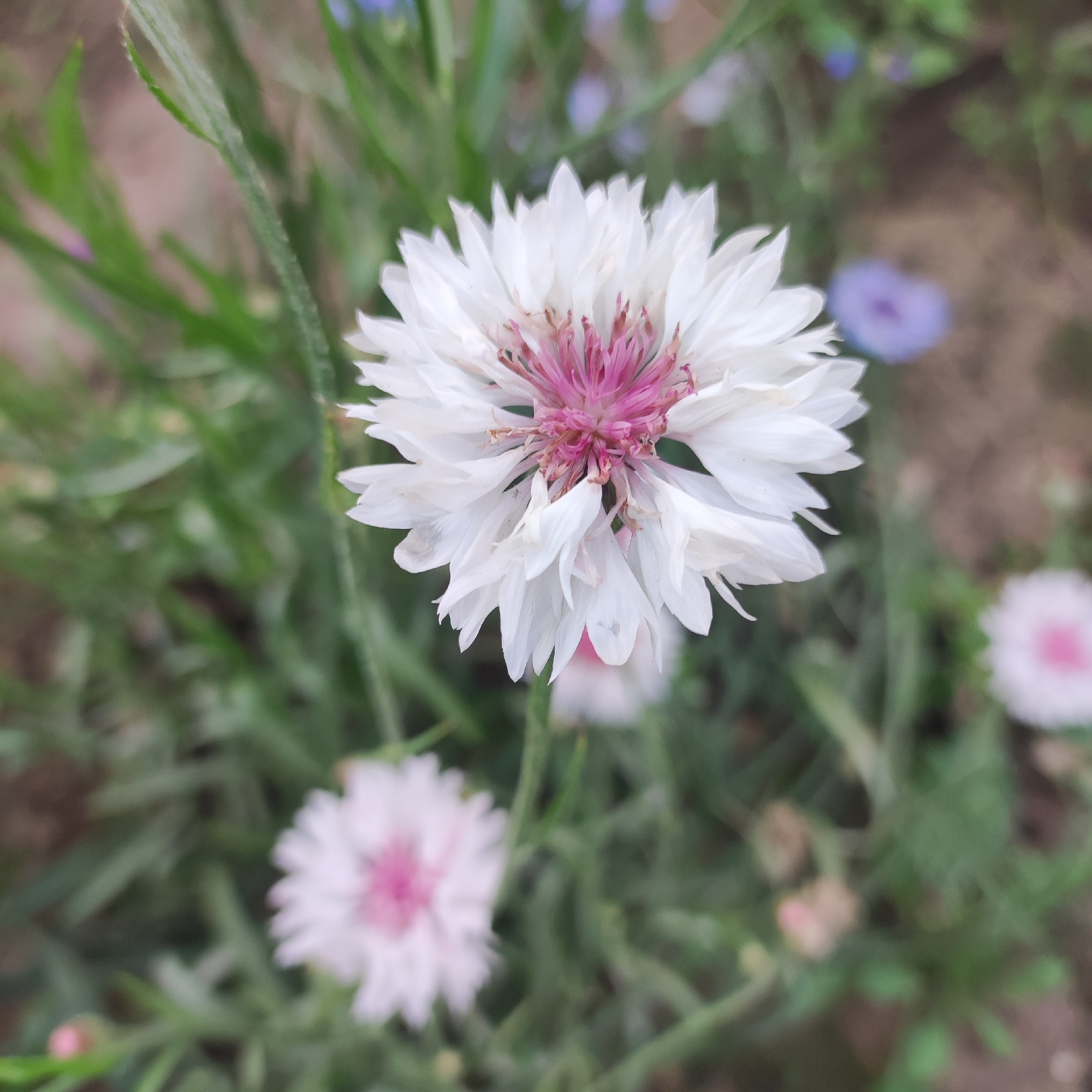 The image shows a close-up of a white cornflower with a pink center. The flower is in focus, with its petals spread open. In the background, other cornflowers are visible, some in focus and some blurred. The environment appears to be a garden or natural setting with green foliage. The specific location in the city of Navoloki, Russia, is not determinable from the visual information in the image. There are no people or discernible actions taking place.