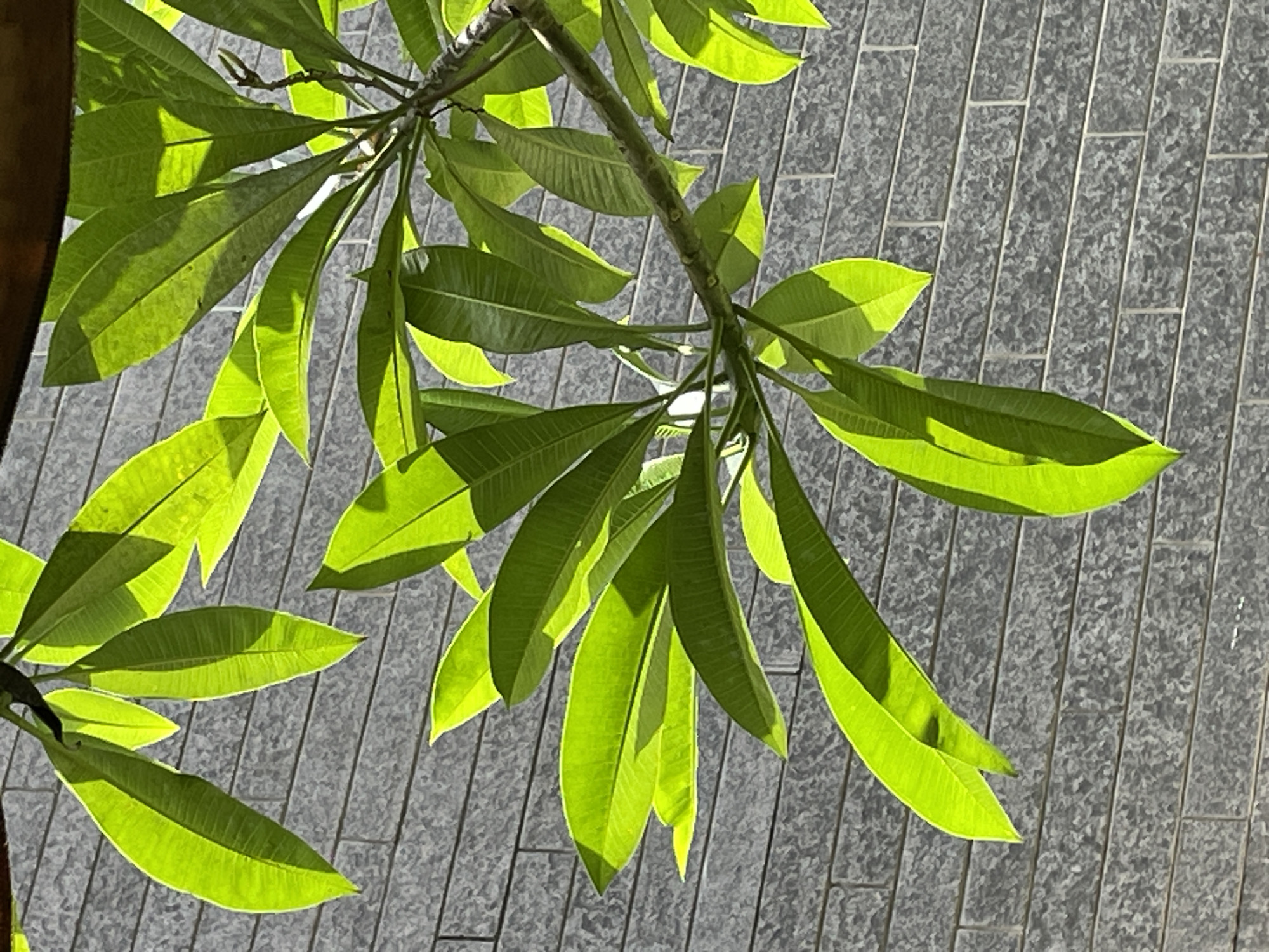 A close-up shot focuses on bright green leaves of a plant set against a grey brick wall. The leaves are illuminated by sunlight, creating strong shadows on the wall and highlighting the veins of the leaves. The brick wall has a textured, speckled grey finish. The image is taken in Badem, India.