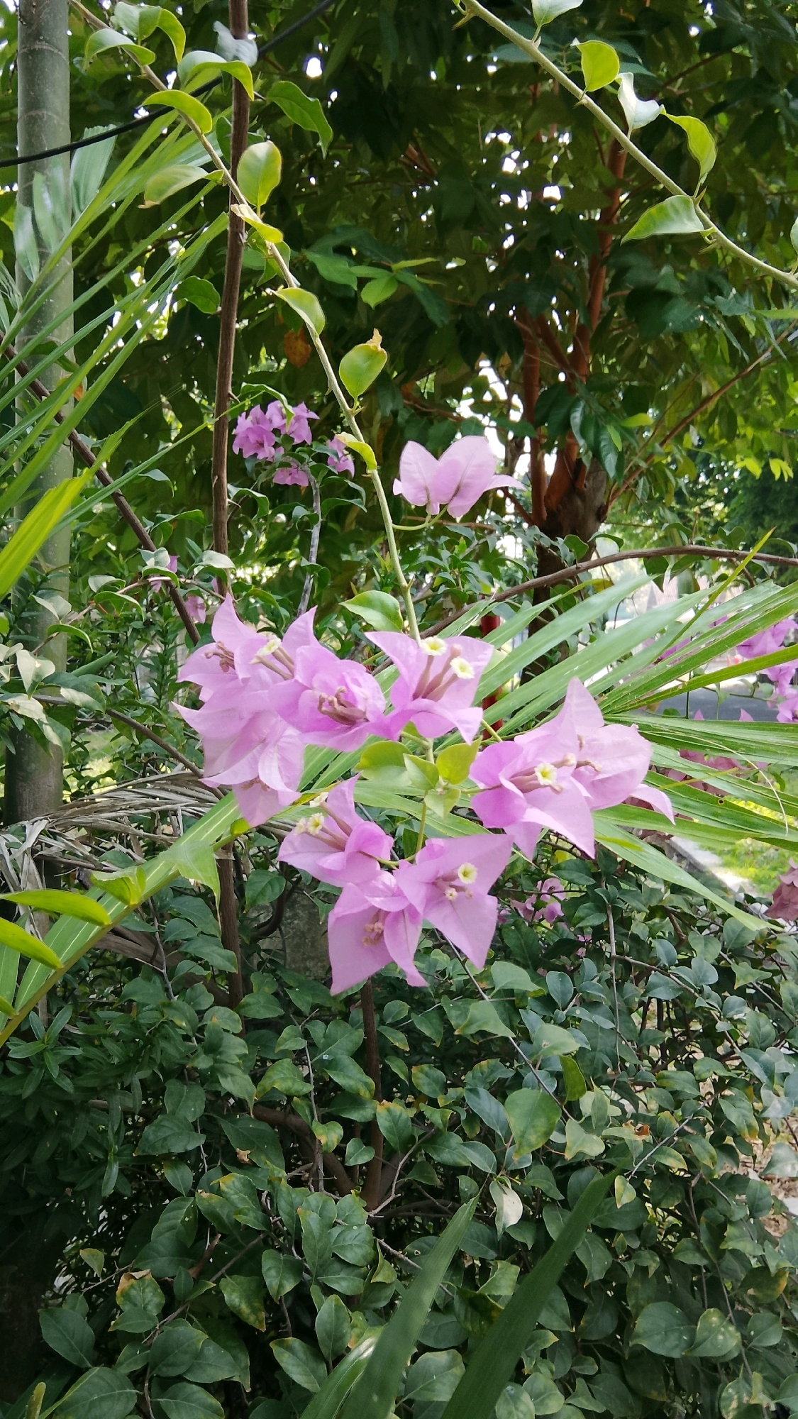 In Tlogobendung, Indonesia, this image captures a close-up view of a vibrant bougainvillea plant with clusters of delicate pink bracts, set against a backdrop of lush green foliage and the partial view of a tree trunk. The scene is bathed in natural light, highlighting the intricate details of the flowers and leaves. The plant appears healthy and well-maintained, suggesting it is part of a garden or cultivated area within the city. No people are visible in the frame. The overall environment suggests an outdoor setting, likely a residential or public space in Tlogobendung.