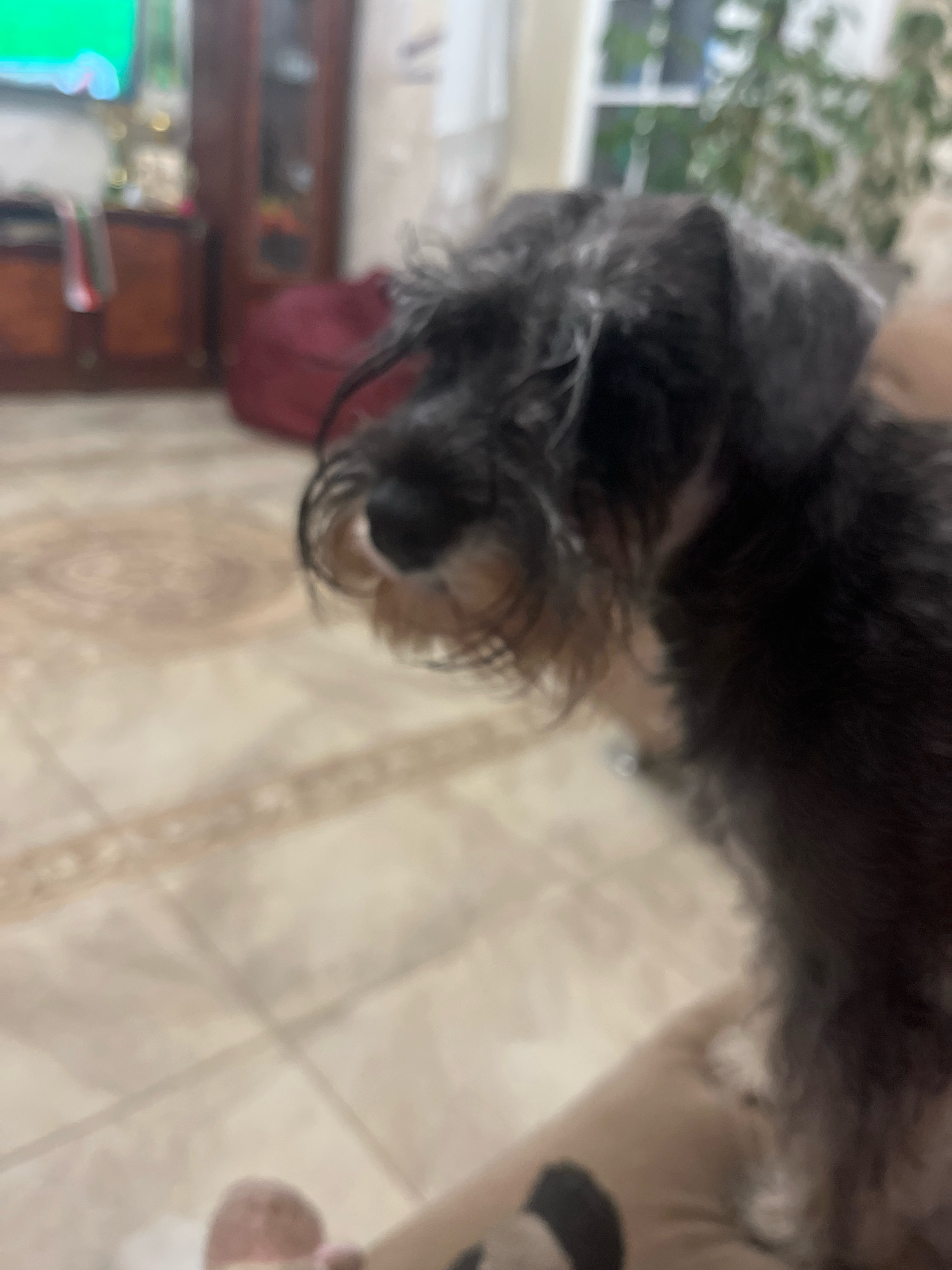 The image shows a close-up, slightly blurred view of a miniature schnauzer dog. The dog has characteristic grey and black fur with a distinct beard and eyebrows. It is looking to the left of the frame. The background is out of focus and appears to be an indoor setting with tiled flooring. Hints of furniture and a plant are visible, but not clearly discernible. There is no information about the location being Vladimirovka, Russia.