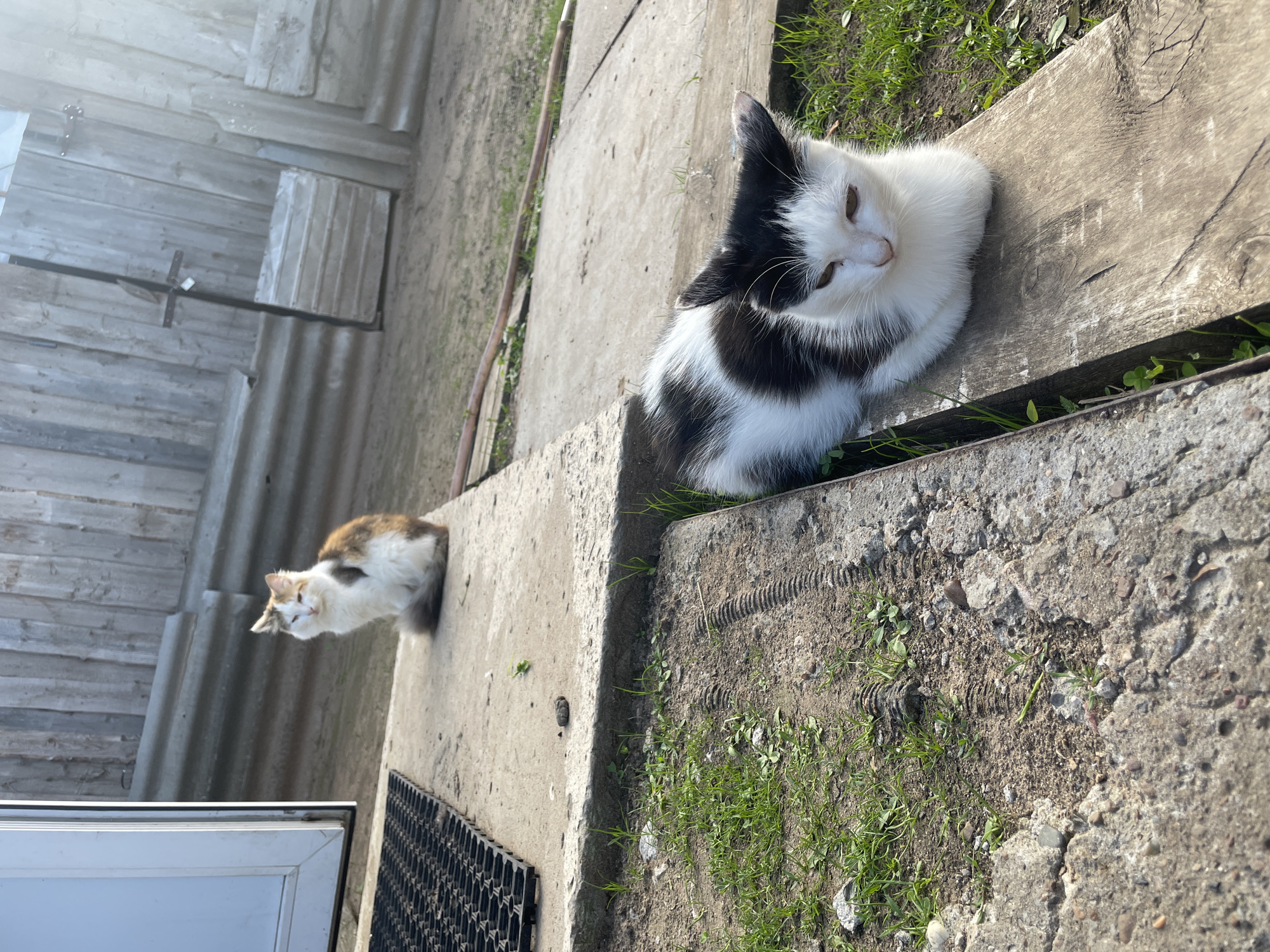 The image shows two cats resting on a concrete structure outdoors. One cat is black and white, lying near a wooden plank with vegetation. The other cat, further in the background, is white with orange markings. The background includes a wooden building with corrugated metal siding and a window. The location is presumed to be Baldeika, Russia. The scene is bathed in sunlight.