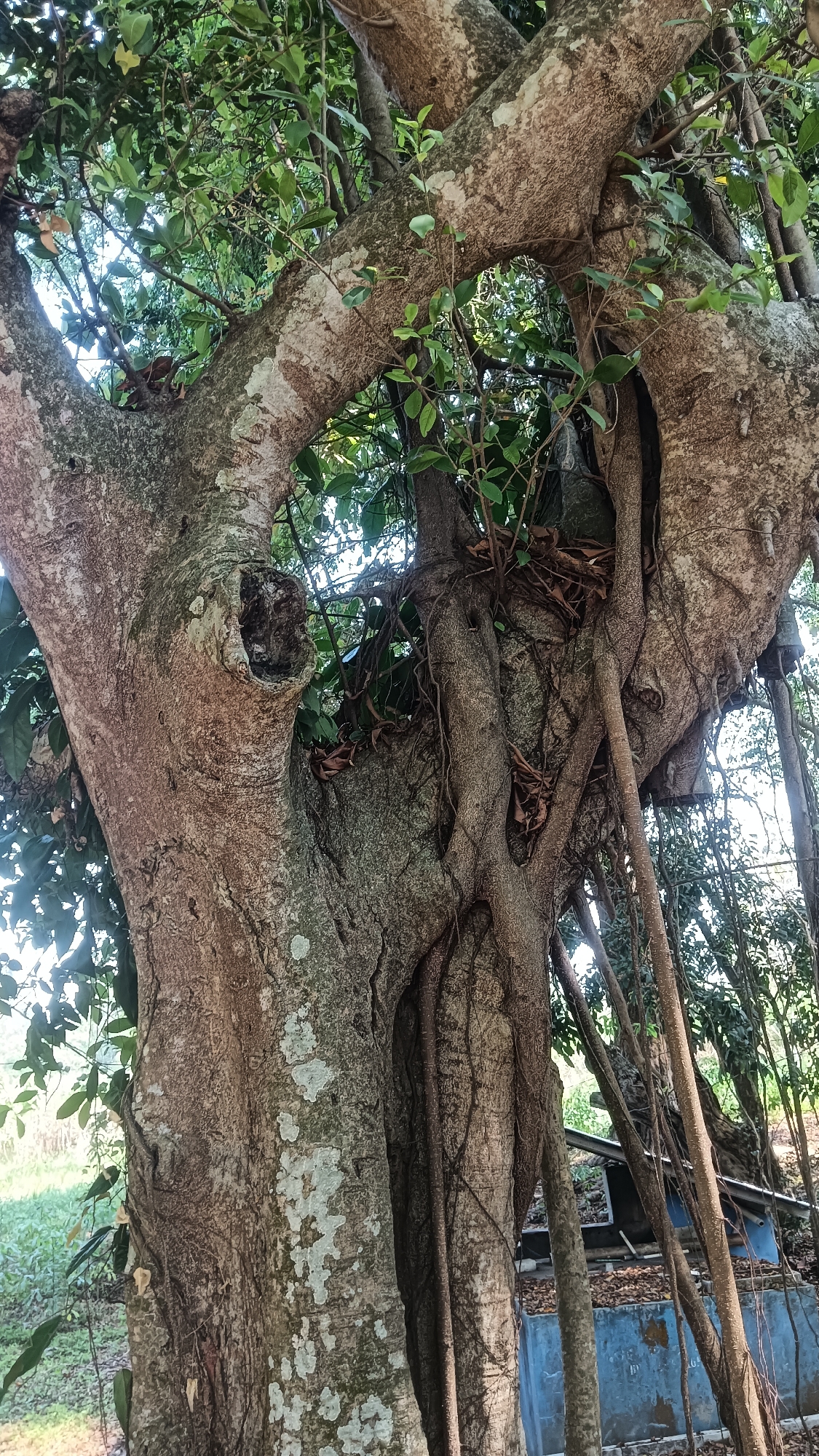 The image shows a large tree with a complex structure of intertwined branches and roots, creating a natural archway. The bark is rough and mottled with light-colored lichen. Several aerial roots hang down from the branches. In the background, there are more trees and foliage, and a glimpse of a blue structure with a metal roof, possibly a shed or a small building. The ground appears to be covered with dry leaves and grass. There are no people or animals visible in the image. The lighting suggests it is daytime, with sunlight filtering through the leaves. This scene is located in the city of Tanggan, Indonesia.