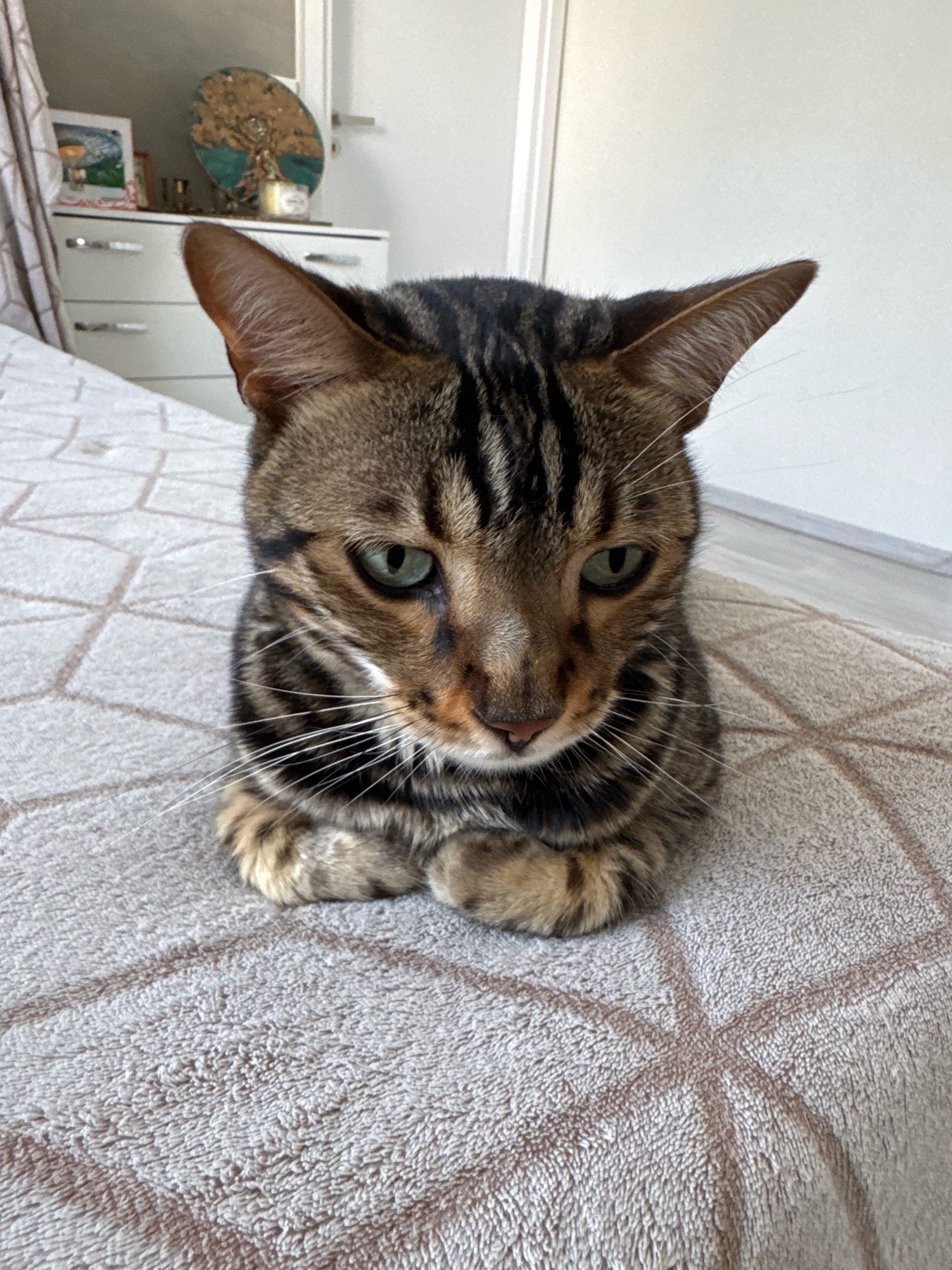 A Bengal cat with green eyes is sitting on a textured bedspread. The cat is facing forward with its paws tucked underneath it. The cat's fur is a tabby pattern with stripes of dark brown and black on a lighter brown background. The background of the image is blurred but appears to be a bedroom. There is a dresser with a decorative item and a framed picture on it to the left of the cat. To the right, a white door is visible. The location is Agios Tychona Community, Cyprus.