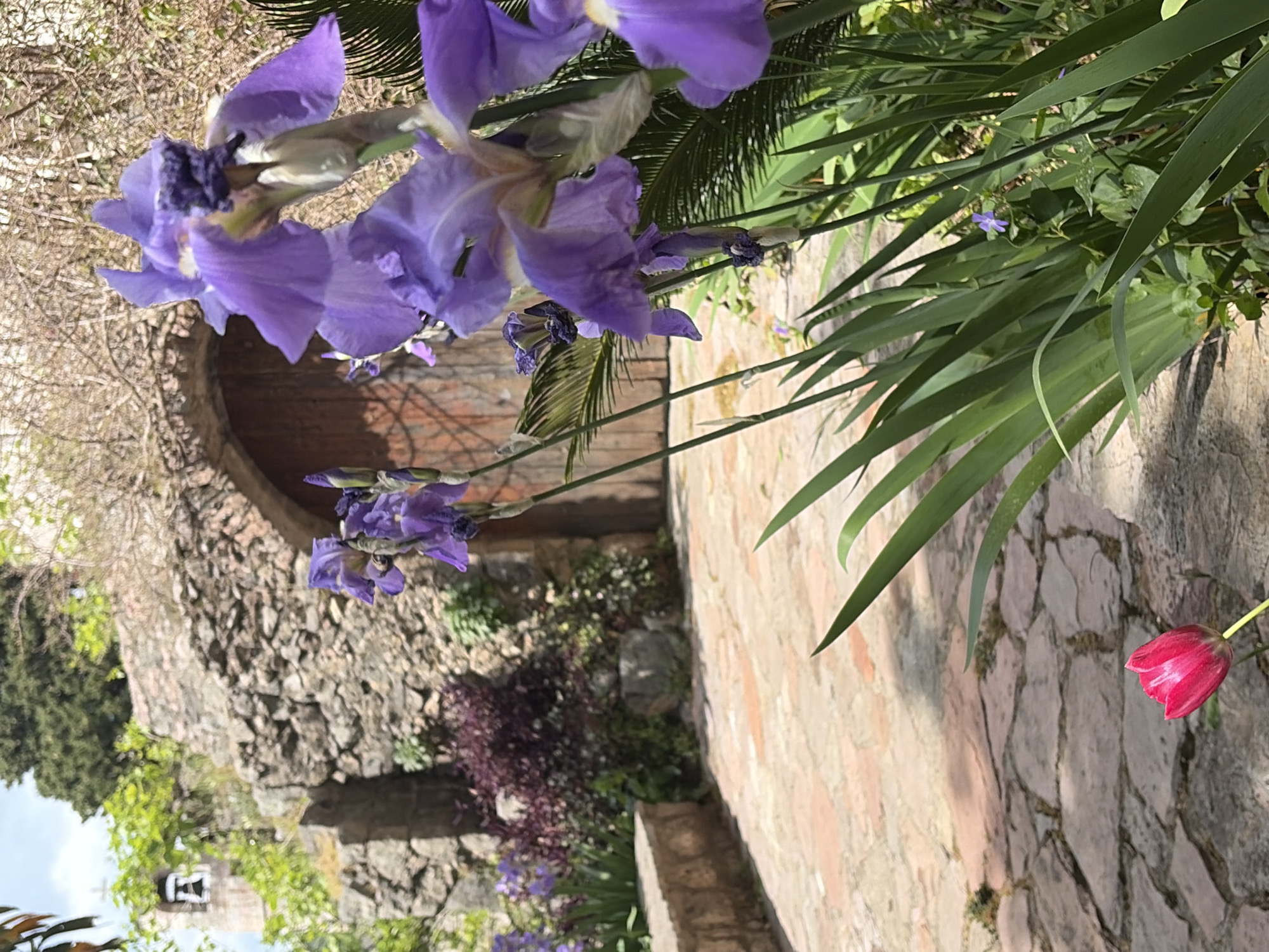 The image captures an outdoor scene, likely a garden or pathway in Budva, Montenegro. The left side of the frame is dominated by several large, vibrant purple iris flowers, some in full bloom and others as buds. Their intricate petals display various shades of lavender and violet.
Behind and beneath the irises, a rustic stone wall made of irregular blocks is visible, featuring a dark wooden arched doorway at its center. This architectural detail hints at an older, possibly historical, structure. Further down on the left, abundant green foliage and trees partially obscure the stone wall, and in the lower-left corner, a small, distant bell tower with a visible cross on its spire can be seen through the greenery.
The right side of the image features a reddish-brown brick or tiled path, illuminated by sunlight. Towards the top-right, a single red tulip bud stands out against the path. Long, sword-like green leaves of other plants frame the irises and line the path, adding to the lush natural setting.
The scene is bathed in bright natural light, suggesting it is daytime with clear, sunny weather. Subtle shadows are cast, highlighting the textures of the stone wall and the tiled path. The overall atmosphere is tranquil and hints at the historical charm of the location. No text is visible in the image.