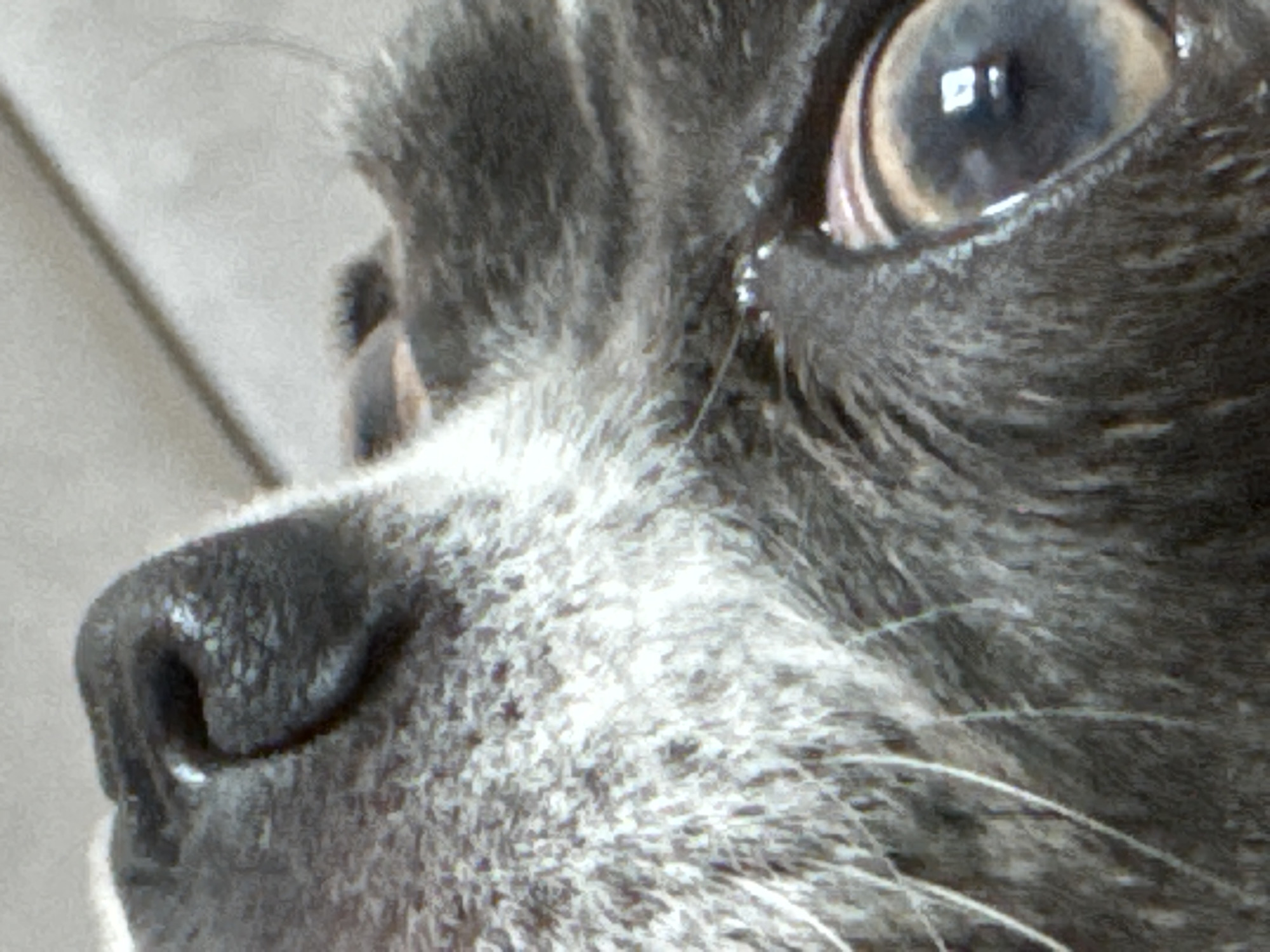 This is a close-up, side-view, macro photograph of a cat's face. The cat's fur appears to be a mix of gray and white. The cat's nose is visible on the left side of the frame, and its eye is visible on the right. The eye is light brown with a black pupil. The image is taken indoors, as indicated by the blurry background which appears to be a wall. There is no information to suggest this scene is in Новинки, Russia.