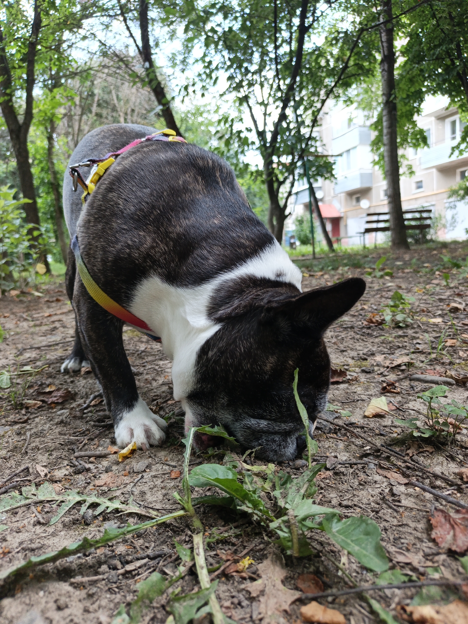 A brindle and white Boston Terrier is sniffing the ground in a park-like setting. The dog is wearing a colorful harness with yellow, pink, and red straps. The dog's head is lowered to the ground, and its nose is close to some green foliage. The ground is covered in dirt, fallen leaves, and scattered twigs. In the background, there are trees with green leaves, and a building with light-colored walls and windows. A wooden bench is visible between the trees. The lighting suggests it is daytime, likely late morning or afternoon, with soft, diffused light filtering through the trees. The scene evokes a sense of peaceful exploration, as the dog engages with its environment. No visible text is present in the image. The location context is Goryachiy Klyuch, Russia.