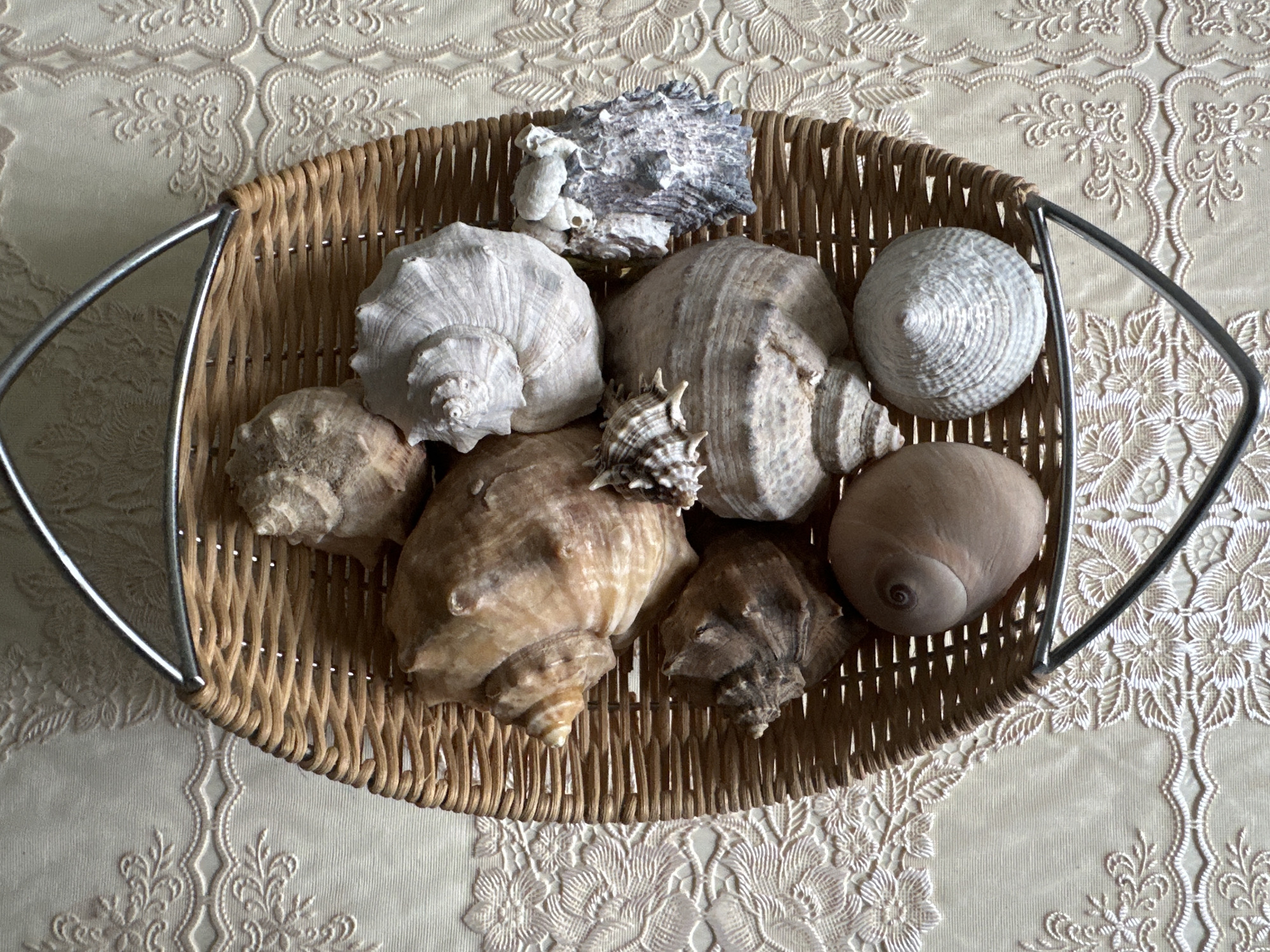 A woven wicker basket filled with assorted seashells sits on a light-colored tablecloth with an ornate floral pattern. The basket has a metal handle that arches over the top. The seashells vary in size, shape, and color, ranging from large, tan conch shells to smaller, white and gray shells. Some shells are smooth and spiraled, while others have rough, textured surfaces. The lighting suggests an indoor setting, possibly near a window, casting soft shadows on the objects. The tablecloth has a raised, embroidered design that adds texture and visual interest to the background. There are no people or animals present in the scene. The overall impression is one of a decorative display of natural objects.