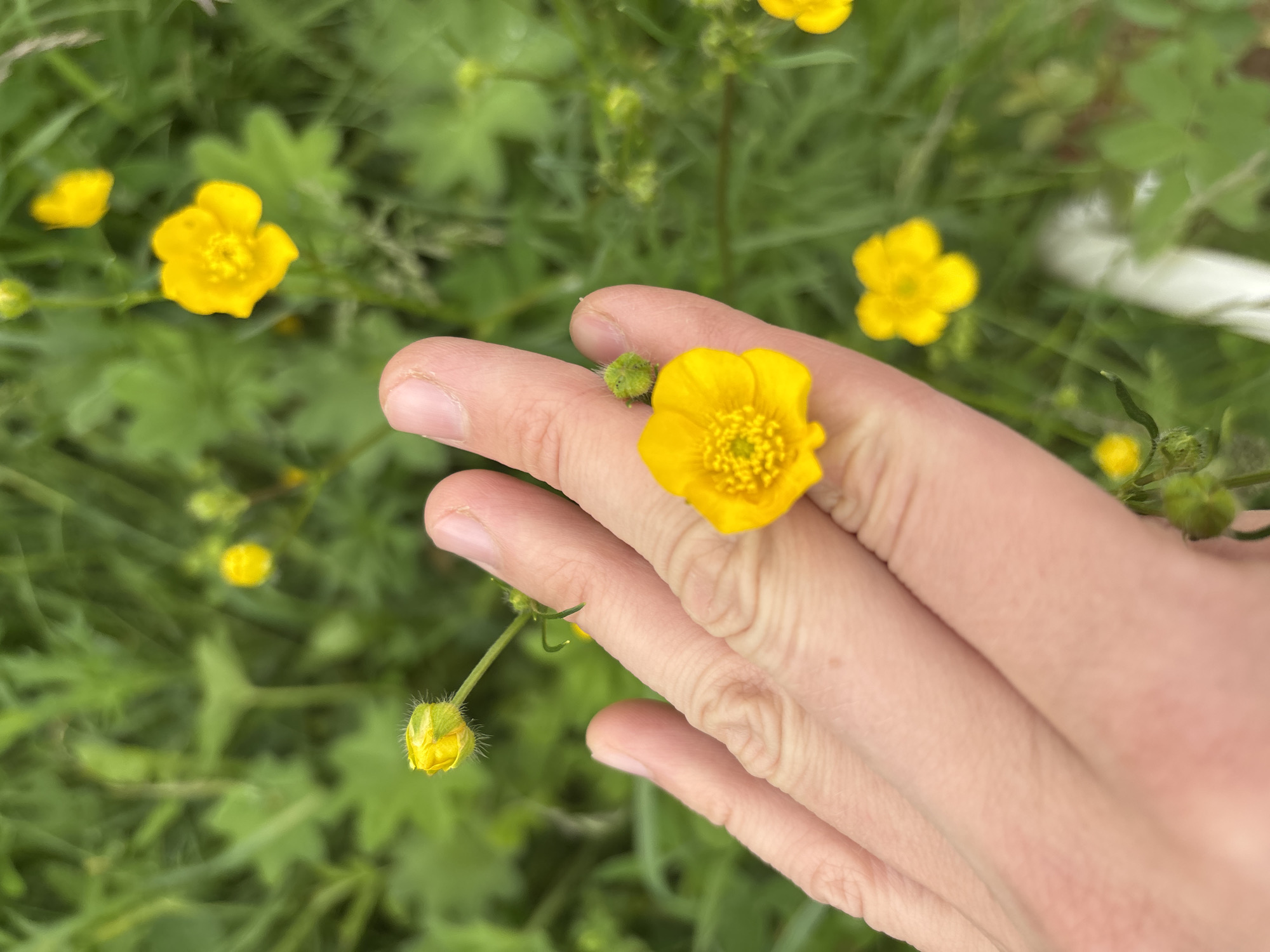 A close-up, shallow depth-of-field shot shows a person's left hand in the foreground, with fingers gently extended. A small, bright yellow buttercup flower is positioned on the palm of the hand, with its petals slightly curled. To the left and slightly above, another buttercup flower bud, covered in fine hairs, is held by a thin green stem. The background is a blur of green foliage, suggesting a natural outdoor setting, possibly in a park or meadow. The image is captured from a slightly elevated angle looking down. The lighting appears to be natural daylight, illuminating the yellow flowers and the skin tones of the hand. There is no specific indication of the location within the city of Курган, Russia, as the image lacks any identifying landmarks or contextual clues.