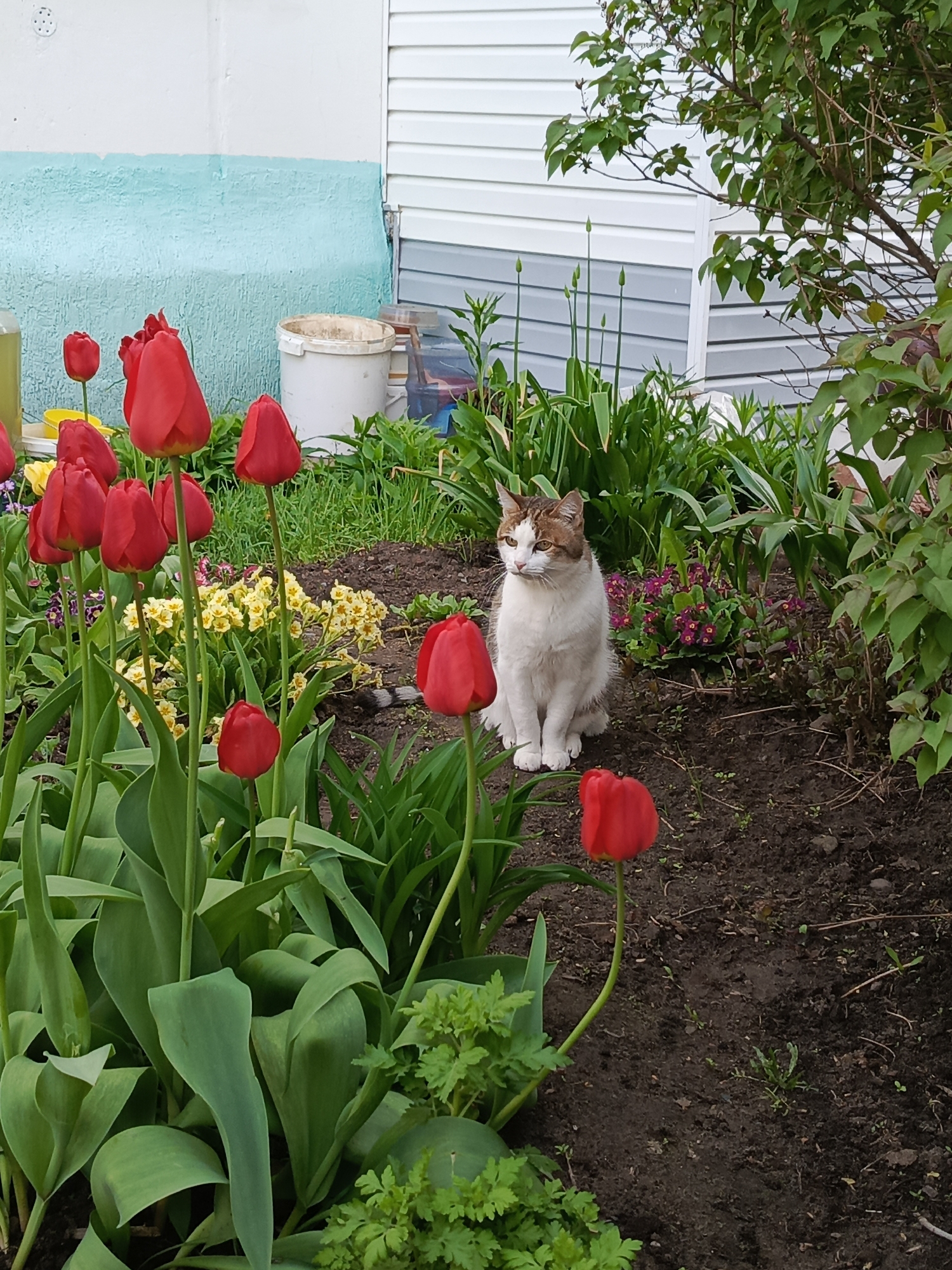 The image depicts a garden scene in what appears to be Chaikovsky, Russia. A white and brown cat is seated in the flower bed, surrounded by vibrant red tulips and other garden plants with yellow and purple flowers. In the background, there's a house with light blue and white siding, along with garden supplies. The overall setting suggests a residential area in the mentioned city.