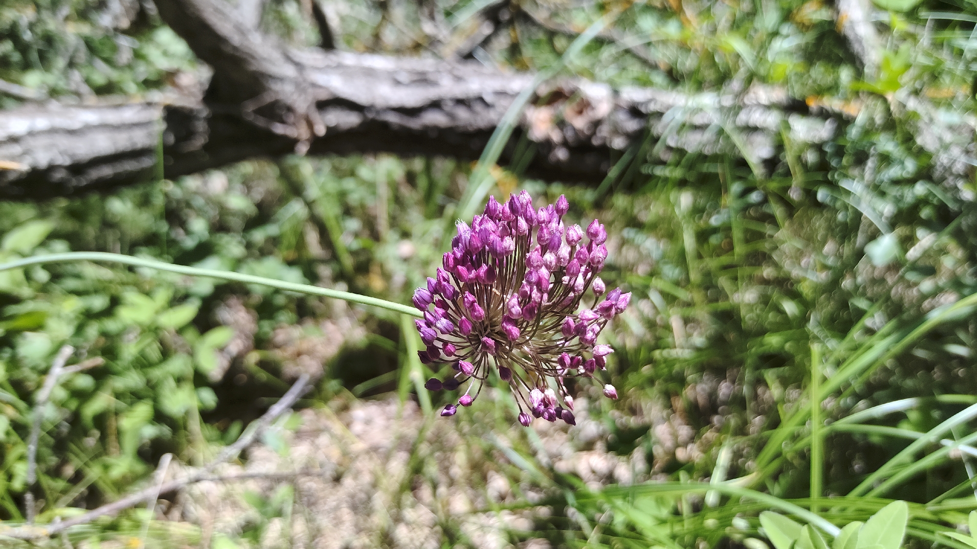 In Mikhaylovka, Russia, a close-up shot focuses on a cluster of purple allium flowers. The flowers, still in their budded stage, are arranged in a spherical shape, with individual buds exhibiting a vibrant purple hue. A slender green stem supports the flower head. In the background, a weathered tree branch lies horizontally across the frame, partially obscured by lush green foliage and blades of grass. The scene appears to be set in a natural, outdoor environment, possibly a park or a garden, with soft, dappled light filtering through the leaves, creating a bokeh effect in the out-of-focus areas. The overall impression is one of nature's beauty, with a focus on the intricate details of the flowering plant.