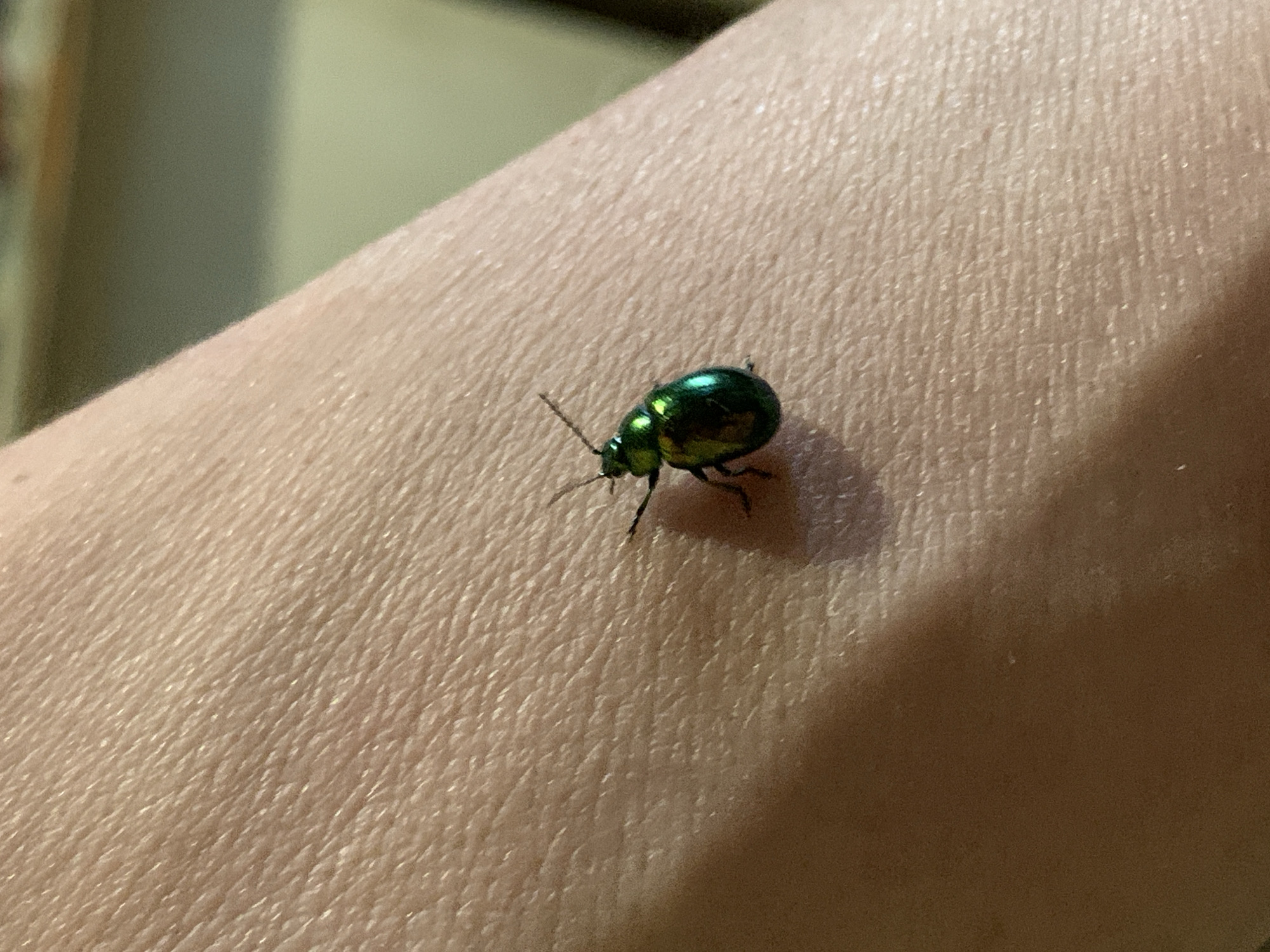 The image displays a small, iridescent emerald green beetle positioned on light-toned human skin, with the scene attributed to Фоки, Russia. The beetle, approximately 1-1.5 cm in length, exhibits a distinctly convex, oval body with metallic green coloration that reflects light with brighter green and gold highlights. Six slender, dark legs and two dark antennae are visible. It casts a sharp, dark shadow on the skin, indicating a directional light source from the upper-left. The skin surface, likely an arm or hand, shows typical human epidermal texture, including fine lines and pores. The background is significantly out of focus, displaying indistinct muted green and brownish tones, consistent with an indoor environment.