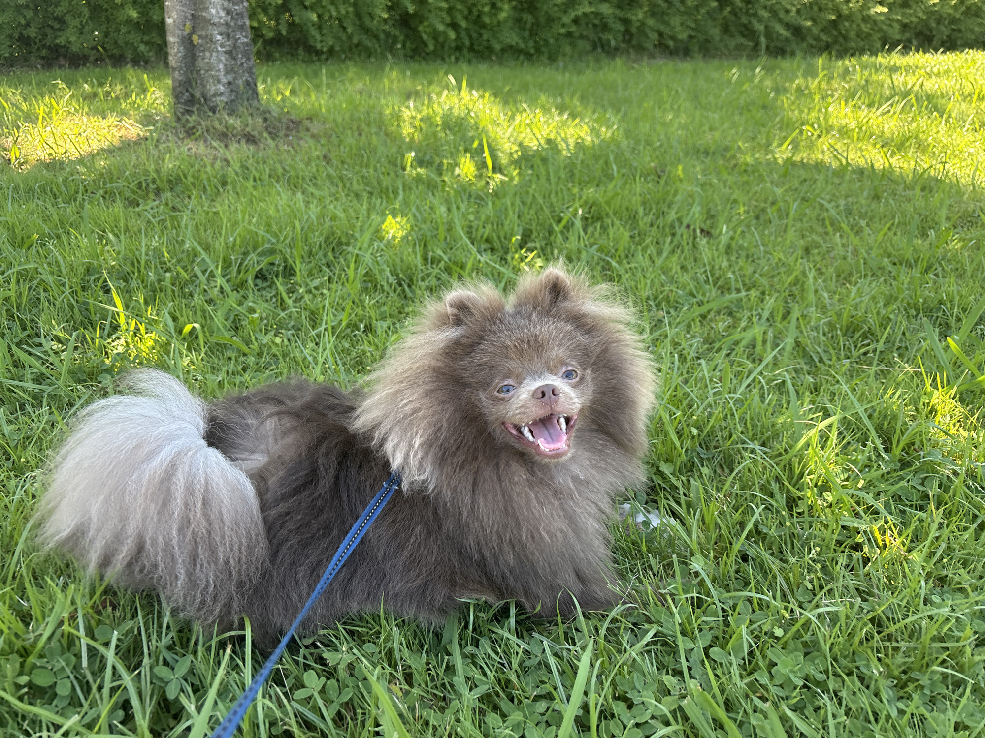 A brown Pomeranian dog with a fluffy coat and a bushy tail is lying on green grass in a park setting. The dog's mouth is open, revealing its tongue and teeth. A blue leash is attached to the dog. In the background, there is a tree and lush green foliage. The sun is shining, casting dappled light on the grass. This image was taken in the city of Batumi, Georgia.