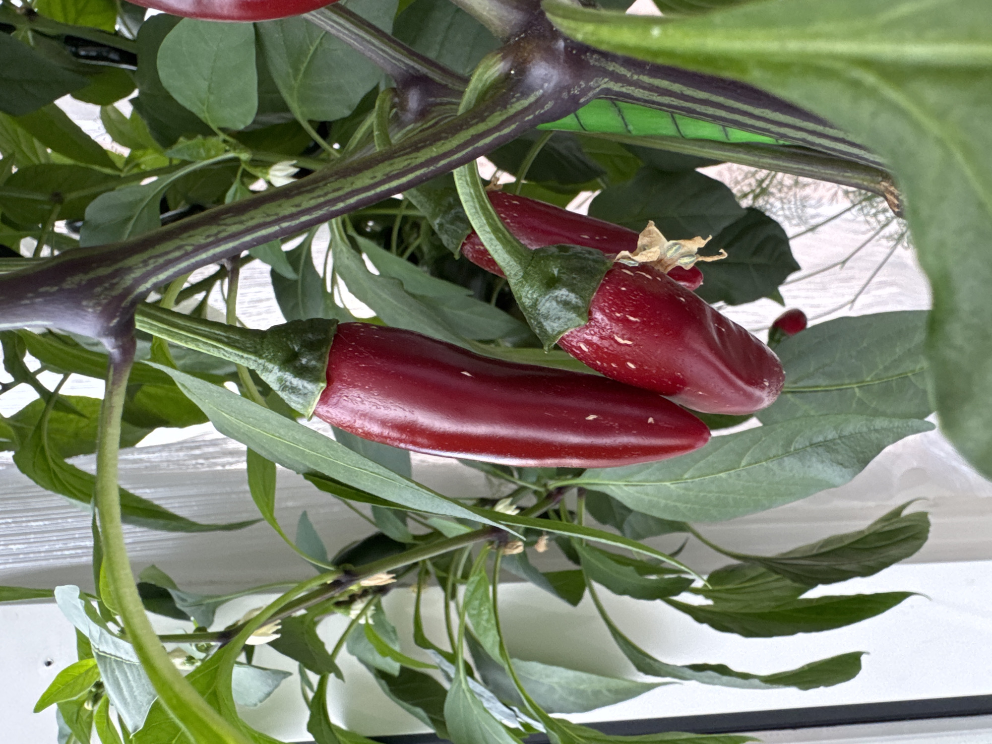 This is a close-up, eye-level, medium shot of a chili pepper plant with multiple red chili peppers. The plant has dark, purplish-green striped stems and vibrant green leaves. The chili peppers are elongated and a deep red color, with some showing white speckles. One pepper on the left is larger and more prominent, hanging downwards. Two smaller peppers are clustered together on the right. Small, white flowers are visible amongst the leaves, and the remnants of dried flowers are also present near the peppers. The background is softly blurred, suggesting an indoor environment with white curtains or a wall. There is no indication of the location in Saint Petersburg, Russia, as the image focuses solely on the plant. There are no people or any discernible urban elements.