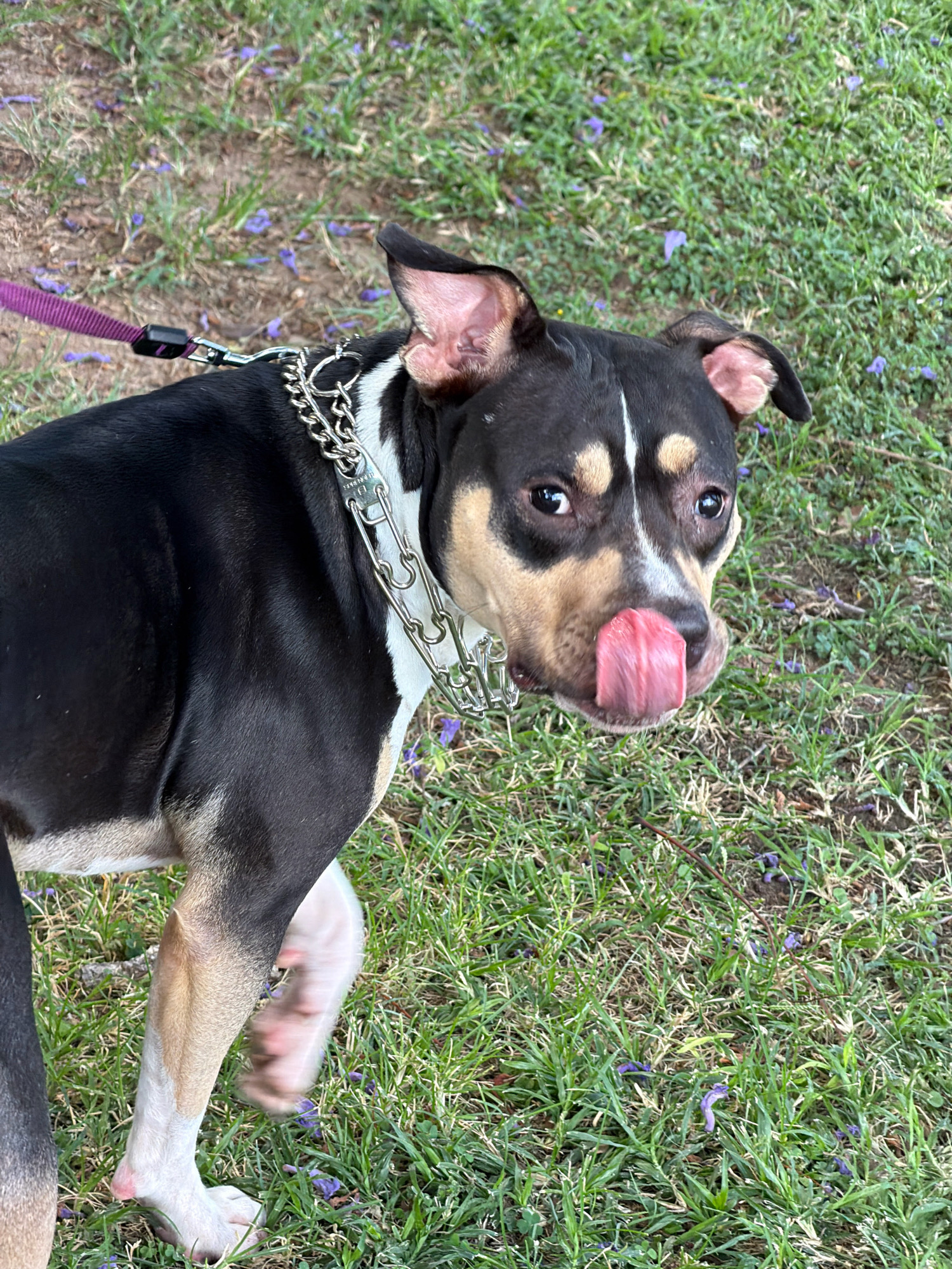 An outdoor medium shot captures a dog with black, tan, and white markings on a grassy area with scattered purple flowers. The dog is wearing a silver chain collar and a purple leash is attached to it. The dog is looking towards the camera with its tongue sticking out. The background is a grassy field with fallen purple flowers. The image appears to have been taken on a sunny day. The location is described as Tel-Aviv, Israel.