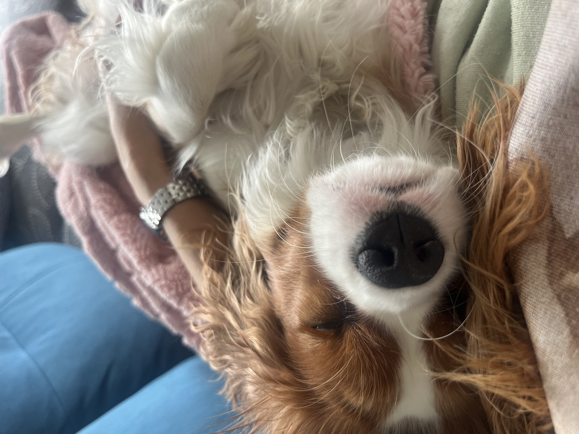 The image shows a close-up of a dog sleeping. The dog is a Cavalier King Charles Spaniel with brown and white fur. It is lying on its back, with its head tilted to the side and its eyes closed. A person's arm, wearing a watch, is visible across the dog's chest. The dog is covered with a pink blanket. The background is blurred, but appears to be indoors, possibly on a couch or bed. The location in the city of Gertwiller, France is not discernible from the image.