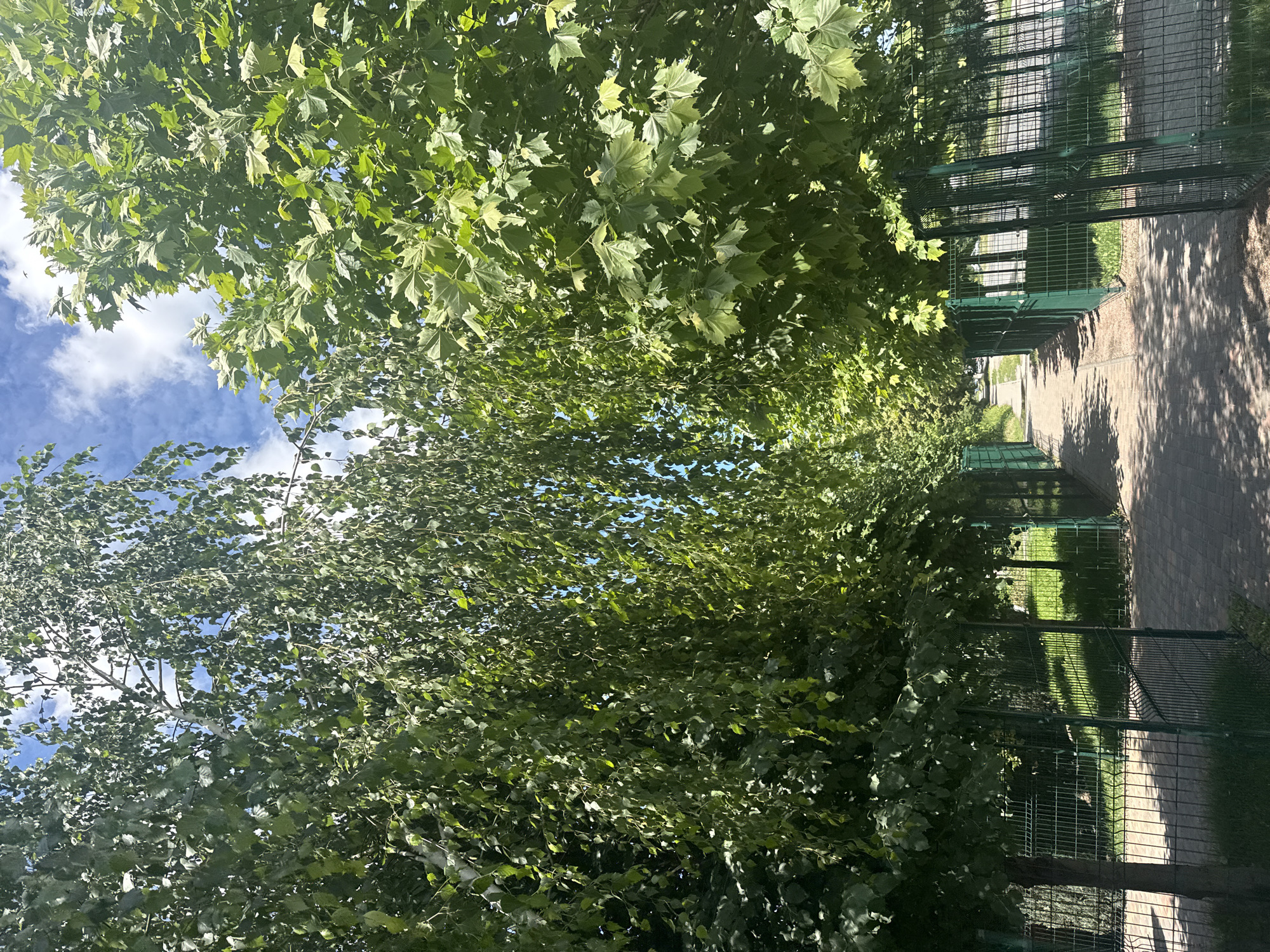 A paved pathway lined with trees and a green metal fence is depicted in a city setting. The pathway appears to be in a park or a walkway area, with trees on both sides casting shadows. The trees have lush green foliage, and the sky above is blue with scattered clouds. The fence runs along the sides of the pathway, suggesting it might be a boundary or a designated area. There are no people visible in the image, and no specific actions or interactions are captured. The environment appears to be outdoors on a sunny day. The scene is consistent with a public space in Dnipro, Ukraine, likely a park or recreational area.