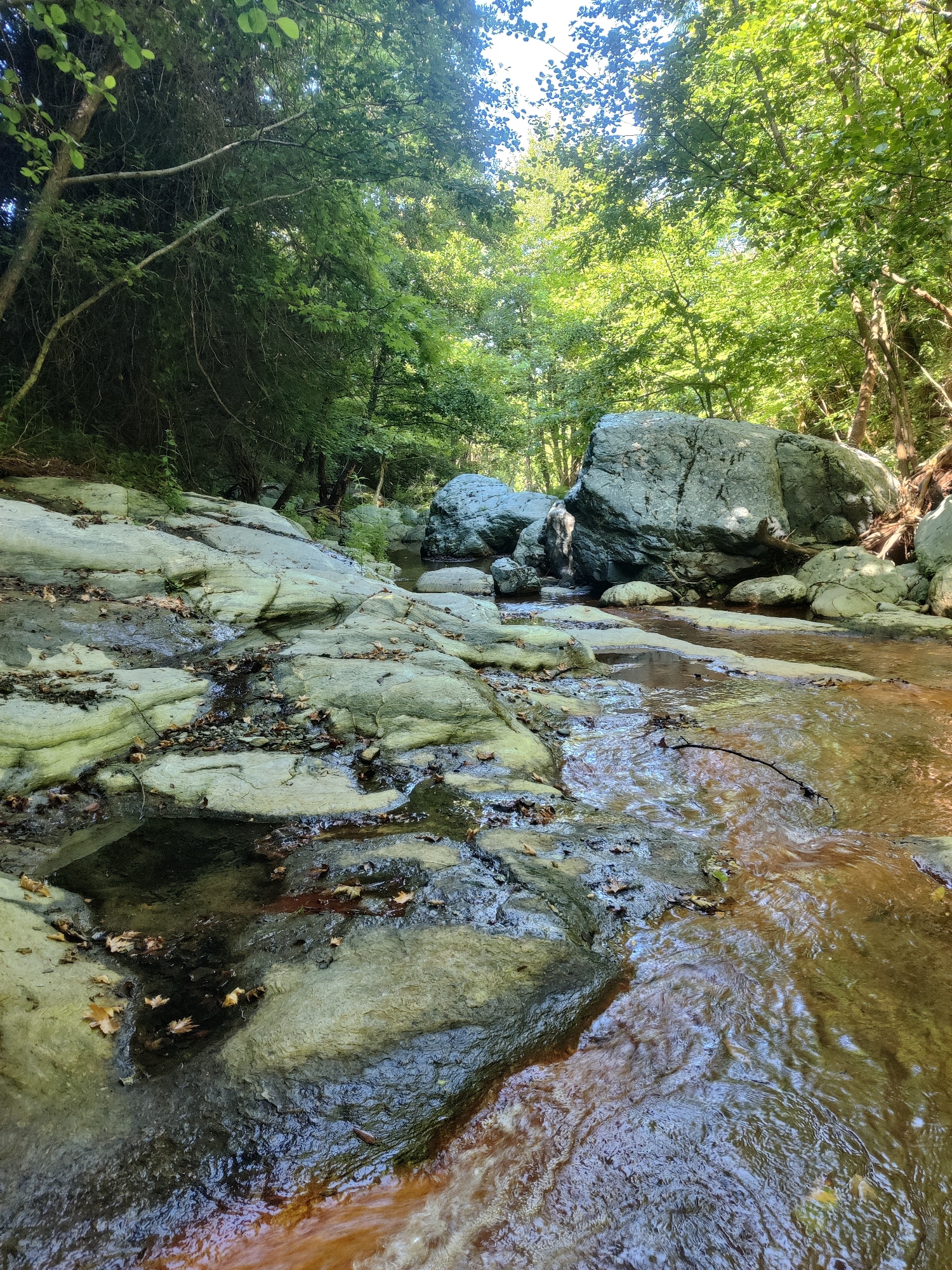 The image depicts a shallow, rocky creek bed in a wooded area, likely within the Municipal Unit of Evryménon, Greece. The creek's water is a warm, brown color and flows over smooth, light-colored rocks that are partially submerged. The rocks are wet and appear to be covered in a thin layer of green algae or moss in some areas. Fallen leaves, primarily brown and tan, are scattered across the rocks and in the water.
The creek is flanked by lush green trees, forming a dense canopy overhead that filters the sunlight, creating dappled light and shadow on the scene. Large, grey boulders are visible in the background, some partially submerged in the water. The overall impression is one of a natural, serene environment, possibly a stream in a forest or a park. There are no people or animals visible in the image.