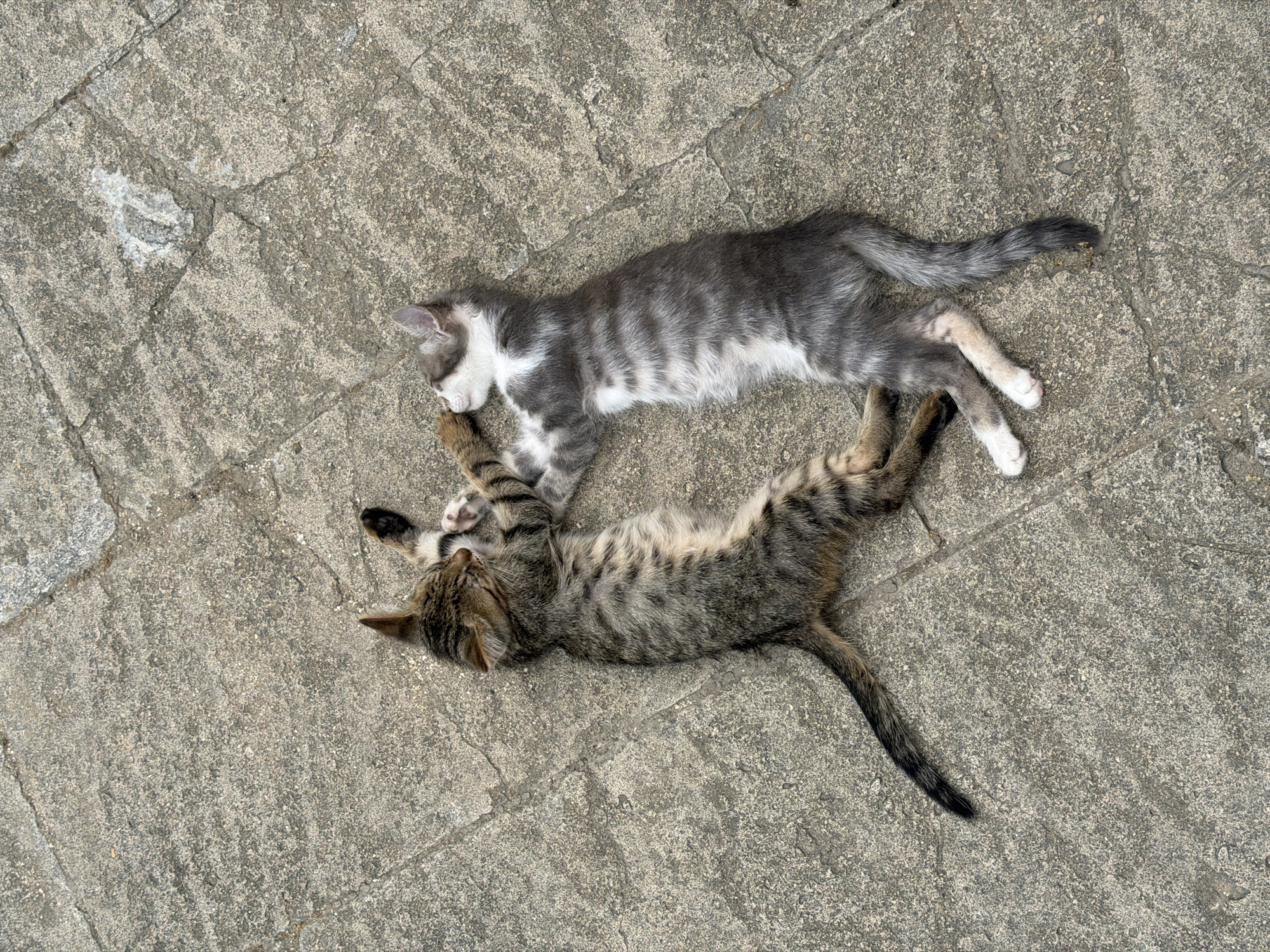 Two kittens are lying on a textured, gray, paved surface in Novxanı, Azerbaijan. One kitten has tabby markings and is on its back, with its front paws extended upwards. The second kitten, which is gray and white with tabby stripes, is lying on its side, facing the tabby kitten and reaching a paw towards it. Both kittens appear to be relaxed and possibly interacting playfully or sleeping. The paving stones show some cracks and unevenness. The lighting suggests it is daytime.