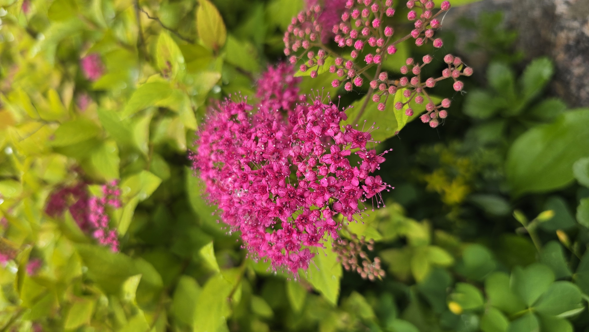 A vibrant close-up photograph captures a cluster of small, bright fuchsia-pink flowers in full bloom. The central flower cluster, densely packed with numerous tiny petals and prominent, delicate stamens, is in sharp focus. To the upper right of the main cluster, several smaller groups of unopened, light pink flower buds are visible, appearing spherical and covered with fine, hair-like structures, possibly spiderwebs.
The surrounding foliage consists of lush green and yellowish-green leaves, some of which are sharply defined while others are softly blurred due to a shallow depth of field. The varied leaf coloration suggests a specific cultivar of flowering shrub, possibly a Spiraea. In the background, particularly towards the right, a darker, textured surface, possibly a stone wall or rock, is subtly visible amidst the greenery.
The image is bathed in bright, natural daylight, indicating it was taken during daytime under sunny or brightly overcast weather conditions. No specific activity or event is taking place; it is a still life of nature. There are no people, animals, or visible text in the image. The scene depicts an outdoor garden or natural setting.
