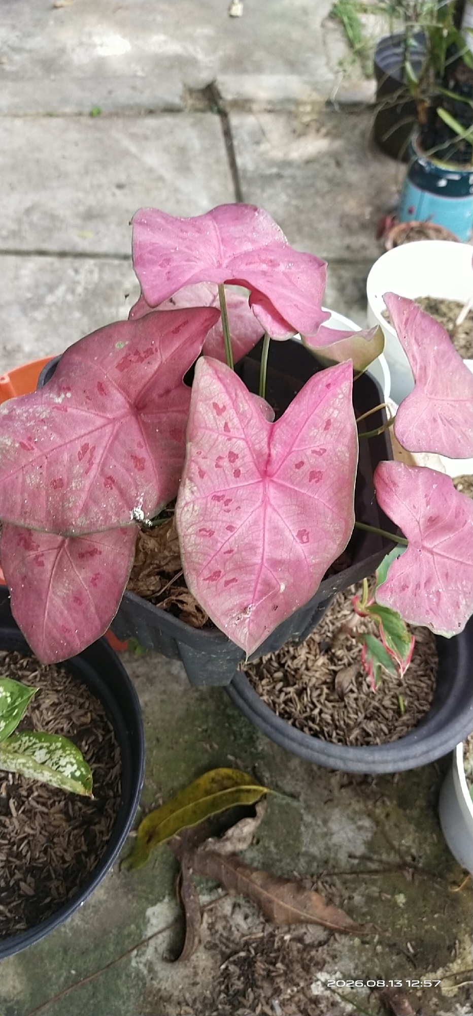 In Matabu, Indonesia, a close-up shot captures a cluster of pink Caladium leaves, their heart shapes and speckled patterns the central focus. The leaves are wet, suggesting recent watering or dew, and are planted in a black pot filled with wood chips. Other plants in pots, some with green and white variegated leaves, are visible in the background along with a white pot containing similar pink Caladiums. The scene is set on a concrete surface, possibly a patio or walkway, with dry leaves scattered on the ground. The overall impression is one of a garden setting, likely a residential outdoor space.