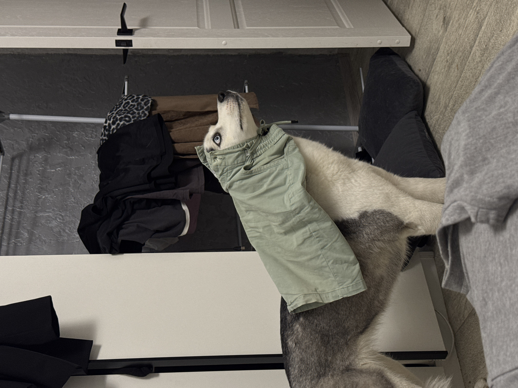 A husky dog is inside a closet with its head stuck in a pair of light green shorts. The dog's head is tilted upward, and its blue eyes are visible. The closet contains clothing items on hangers. The closet interior is dark. The scene appears to be indoors.