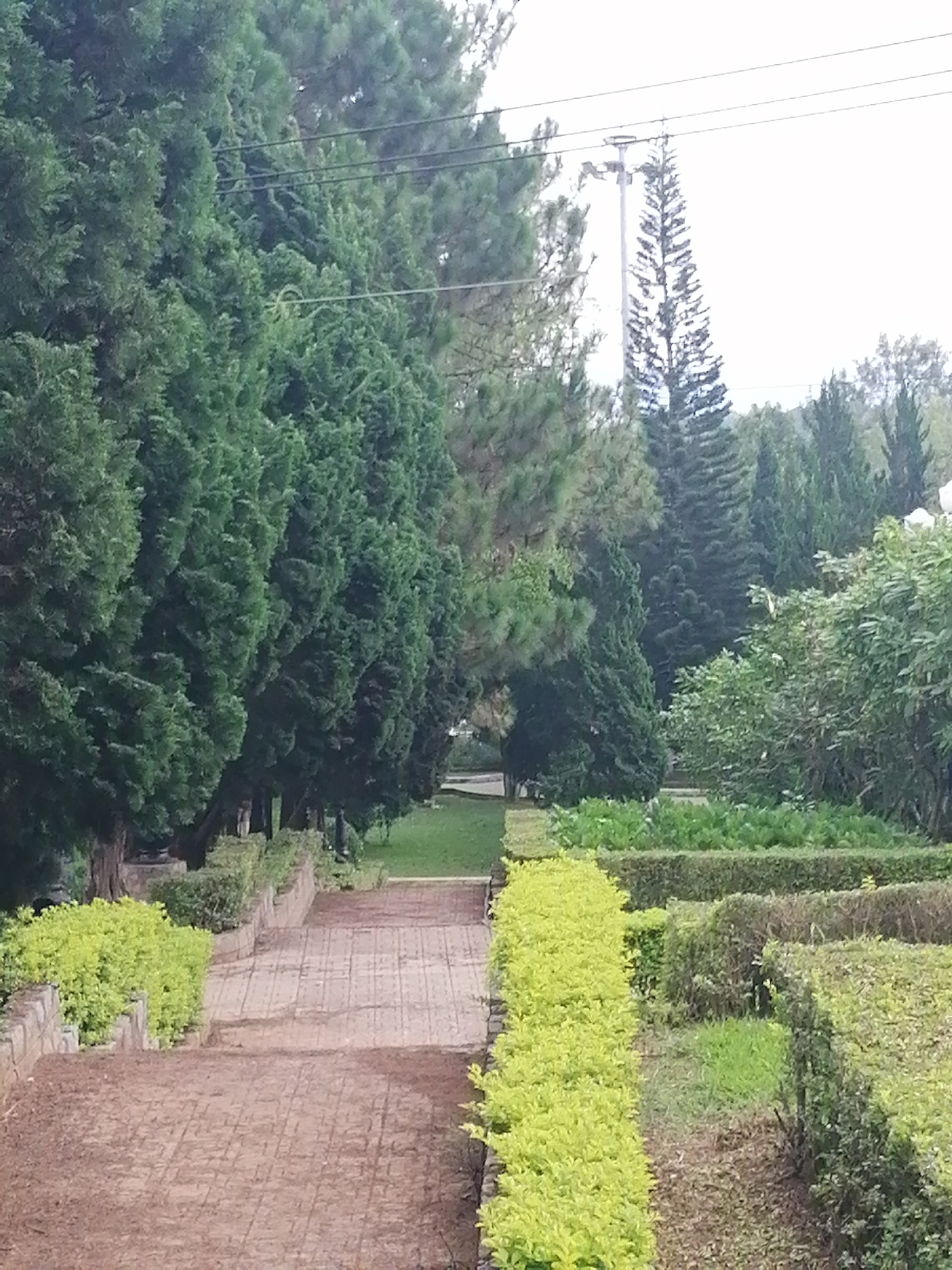 This is a medium-shot, eye-level, vertical photograph of a garden path with steps, lined by manicured hedges and tall evergreen trees. The path is paved with rectangular bricks laid in a patterned manner and appears to be descending. On either side of the path are low, neatly trimmed hedges, some a bright, almost fluorescent green, and others a darker, more muted green. Behind the hedges, on the left side, are several large, dense evergreen trees with a rough texture. On the right side, behind the hedges, is a lawn area and more trees. In the background, tall, slender pine trees are visible, and further back, a telephone pole with wires stretches across the sky. The sky is overcast and bright, suggesting it might be daytime, possibly late morning or early afternoon. The overall scene conveys a sense of tranquility and natural beauty, indicative of a well-maintained park or garden. There is no visible text in the image.
