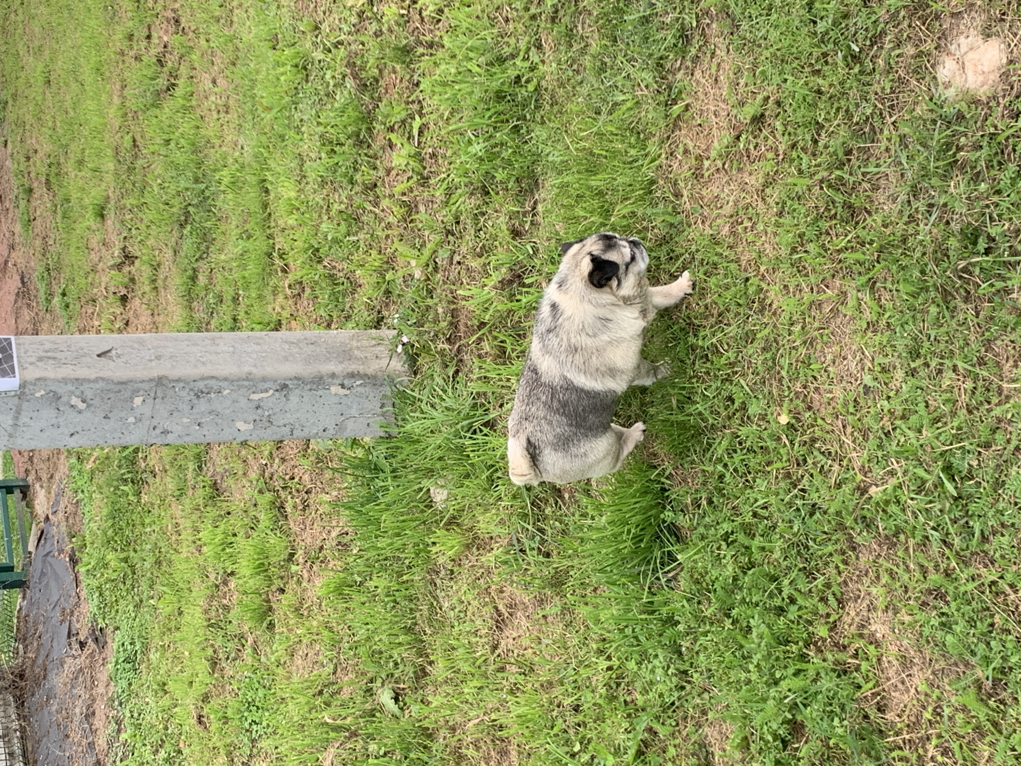 A pug dog is walking on a grassy area next to a concrete post. The dog is light brown and gray with black markings on its face. The grass is green and somewhat patchy, with some dry dirt visible. In the background, there is a black plastic covering on the ground and a green fence. The scene appears to be outdoors in a park or yard.