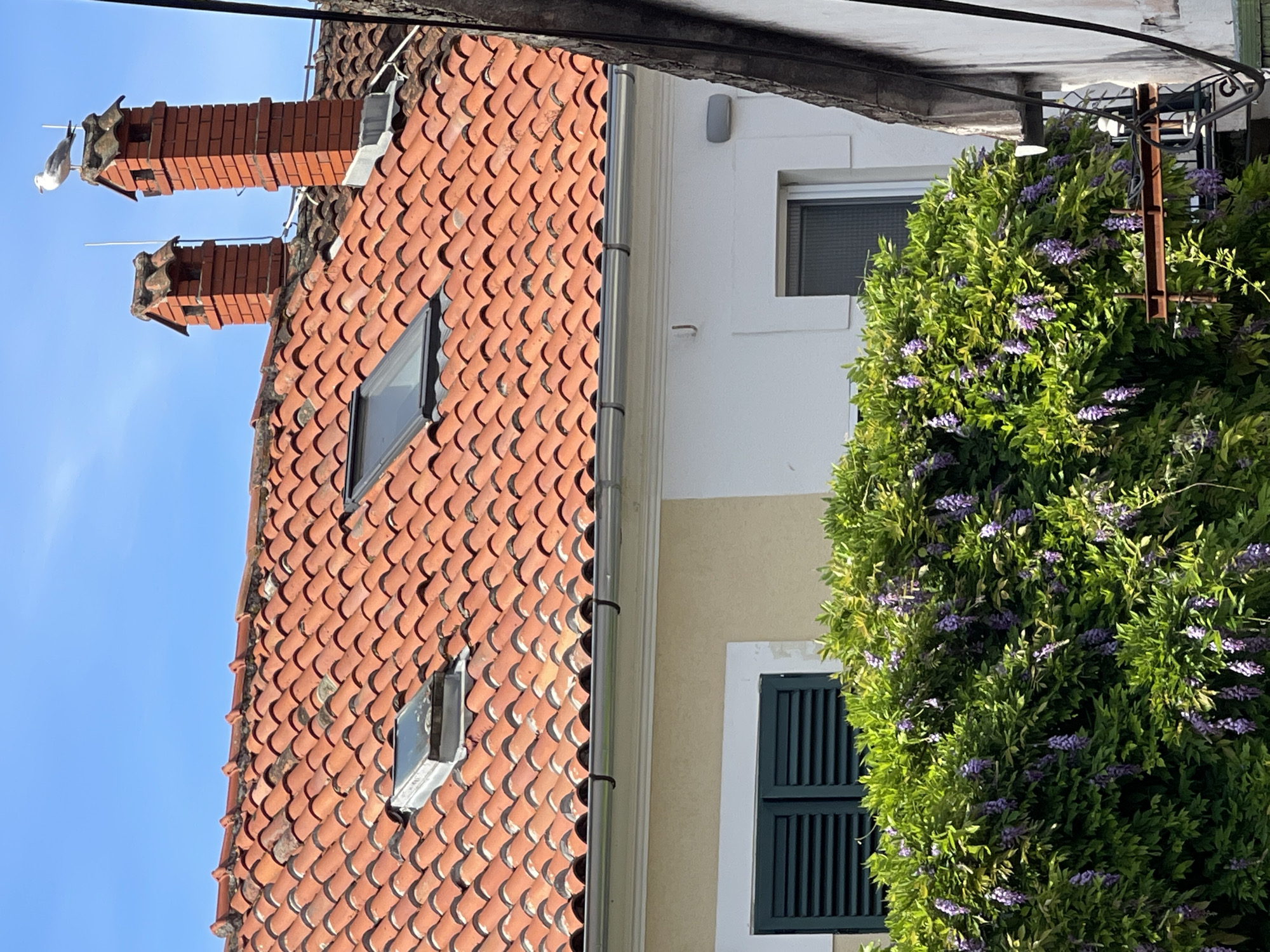The image presents an exterior view of a building in Herceg Novi, Montenegro, focusing on its roof, a section of the facade, and an adjacent plant against a clear blue sky. The perspective is looking upwards towards the building.
The prominent feature is the reddish-brown terracotta-tiled roof, characterized by numerous curved, overlapping tiles. Two brick chimneys with decorative caps rise from the roof. A white and grey seagull is perched calmly on the peak of the front chimney, facing left. Two rectangular skylight windows are integrated into the roof, reflecting the bright sky. A metallic gutter system runs along the eaves of the roof.
Below the roof, part of the building's facade is visible. It is painted in a light, possibly cream or beige, color, with white trim around the windows. A window on the right side features dark green louvered shutters that are closed. Above it, a smaller window with internal blinds is partly visible. A simple wall-mounted light fixture can be seen on the facade.
A large, vibrant green plant, possibly a vine like wisteria, laden with clusters of purple flowers, fills the right side of the frame. It appears to be growing against a dark metal railing or support structure, parts of which are visible within the dense foliage.
The scene depicts a clear, sunny day, suggested by the bright sky and well-lit building. The architecture, including the terracotta roof and shutters, is typical of coastal Mediterranean regions. There is no visible text or human activity.