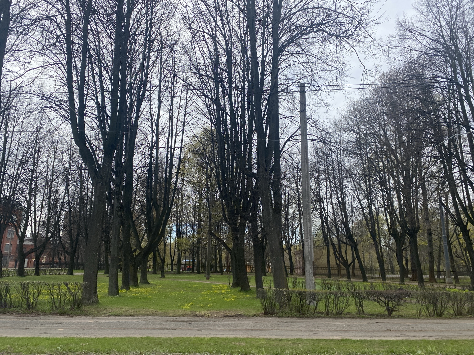 The image shows a park landscape in Saint Petersburg, Russia, likely in early spring. Bare trees dominate the view, with some just beginning to sprout leaves. A concrete utility pole stands amidst the trees. A grassy area is visible, dotted with yellow flowers. A low hedge lines the edge of the park, next to a narrow road. In the background, a brick building with multiple windows can be seen through the trees. The sky is overcast. No people are visible.