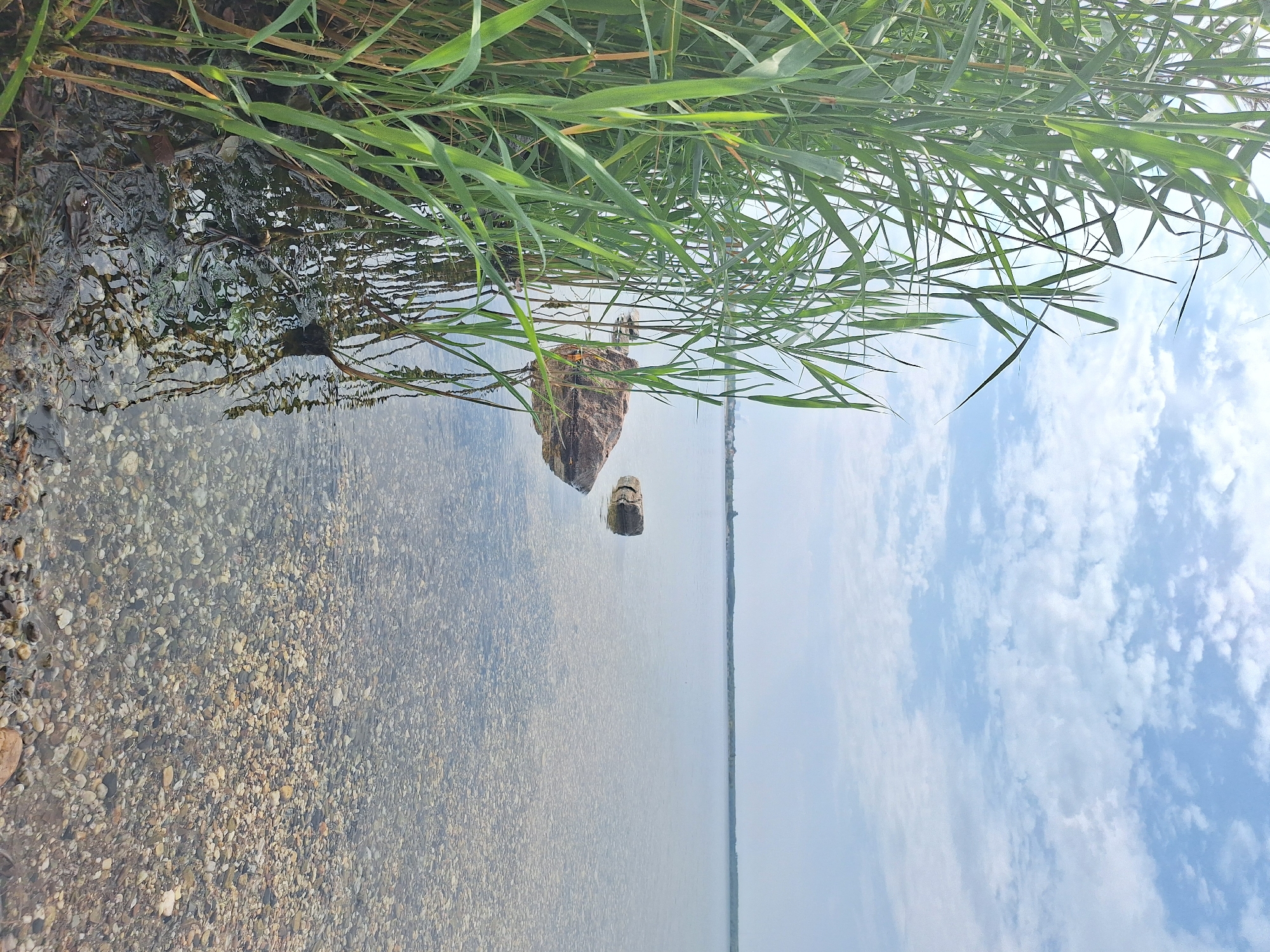 A tranquil scene unfolds at the shore of a clear, pebble-bottomed lake, possibly within Leipzig, Germany, under a sky adorned with scattered white clouds against a pale blue expanse. In the foreground, vibrant green reeds, tall and lush, form a natural border on the left side of the frame, their reflections shimmering on the water's surface. Two large, rounded stones break the calm of the water, one partially submerged and the other a bit further out. The lake stretches towards a distant, hazy horizon where hints of a city or industrial structures are visible. The environment is serene and natural, with no people or animals present. The clarity of the water allows a detailed view of the smooth, multicolored pebbles carpeting the lakebed, creating a mosaic of earthy tones. The overall impression is one of peace and natural beauty.