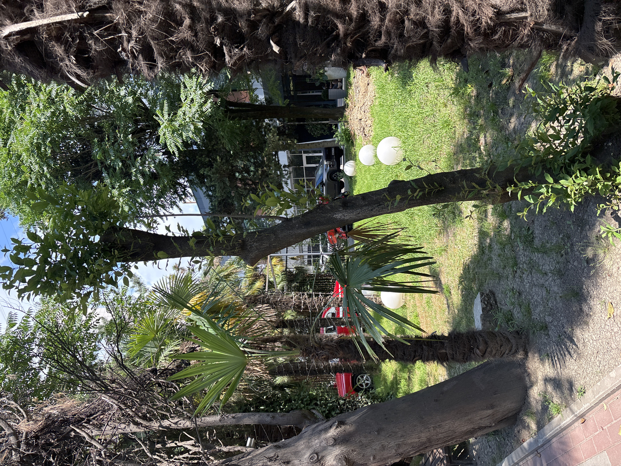The image depicts a sunlit outdoor scene in what appears to be a garden or backyard area. The foreground is dominated by the textured bark of a large tree trunk, with fallen palm fronds and debris scattered around its base. The perspective is from a low angle, looking upwards and outwards towards a grassy lawn.
Several spherical white lights are visible on the lawn, suggesting a decorative or functional lighting setup. Behind the lights, a grey SUV is parked, and further in the background, a modern building with large glass windows can be seen. Red toy vehicles, a small truck and a car, are placed on the grass, adding a playful element to the scene.
The vegetation is lush, with various trees and palm trees creating a vibrant green backdrop. Sunlight filters through the leaves, casting shadows on the ground. The time of day appears to be late morning or early afternoon, given the brightness and the quality of the shadows. The weather seems pleasant, with clear blue sky visible through the foliage. The overall impression is one of a relaxed, well-maintained outdoor space, possibly a private residence or a commercial establishment with an outdoor seating area. No people are visible in the image, and no text is discernible. The context provided indicates this scene is located in Sochi, Russia.