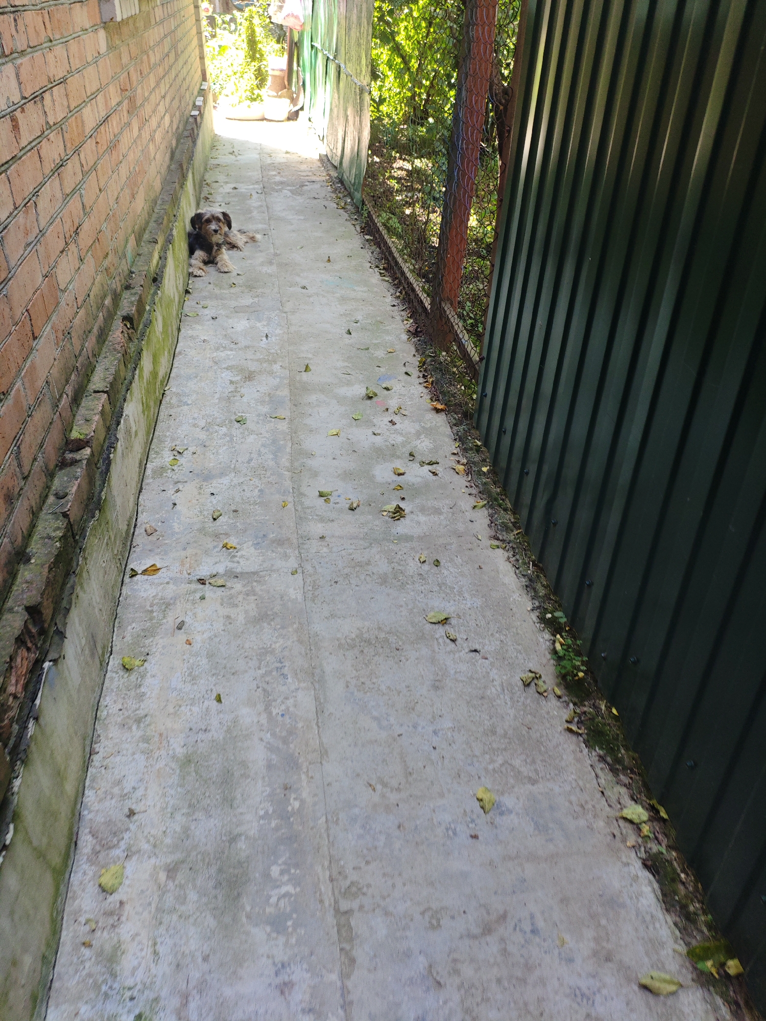 A small, dark-colored dog with shaggy fur lies on a concrete path in a narrow alleyway. The path is bordered on the left by a red brick wall and on the right by a dark green corrugated metal fence. Scattered fallen leaves are visible on the concrete and along the edges of the path. The scene suggests a sunny day with light filtering into the alley from the distance. The location is an alleyway in the city of Armavir, Russia.