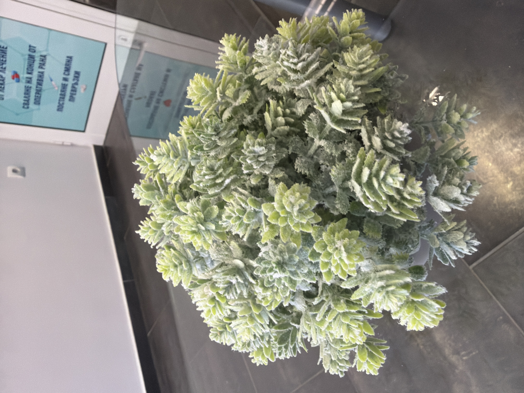 A close-up, eye-level shot features a potted plant with small, dense, light green leaves, possibly artificial, sitting on a reflective surface, likely a glass table. The plant is the primary subject and fills most of the frame, obscuring much of the background. Behind the plant, a light-colored wall is visible, with a rectangular digital screen displaying text in a foreign language (likely Bulgarian, given the context of Pazardzhik). The screen shows several lines of text and a red, blue, and white logo. The overall environment appears to be an indoor setting, possibly an office or waiting area, with dark tiled flooring reflecting the light. There are no people present in the image. The scene is static and depicts a common decorative element found in many urban settings.