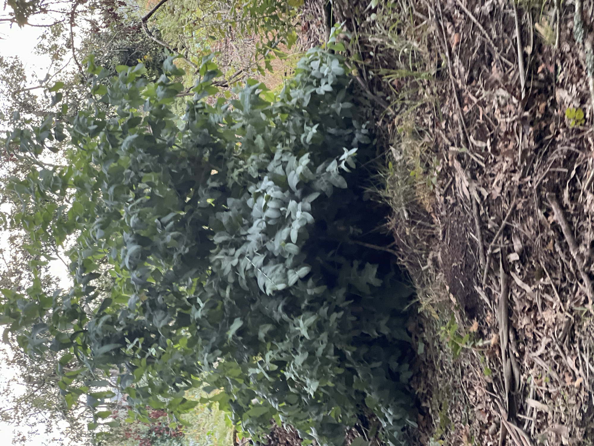 The image shows a large, dense bush with dark green leaves, situated in an outdoor environment. The ground beneath and around the bush is covered with fallen leaves, twigs, and branches, suggesting a natural or wooded setting. In the background, other trees and foliage are visible, with an overcast sky overhead. The scene appears to be a natural area, possibly a park or woodland, with no immediate signs of human activity or structures. The image does not contain any specific details that would indicate its location in the city of O Pino, Spain.