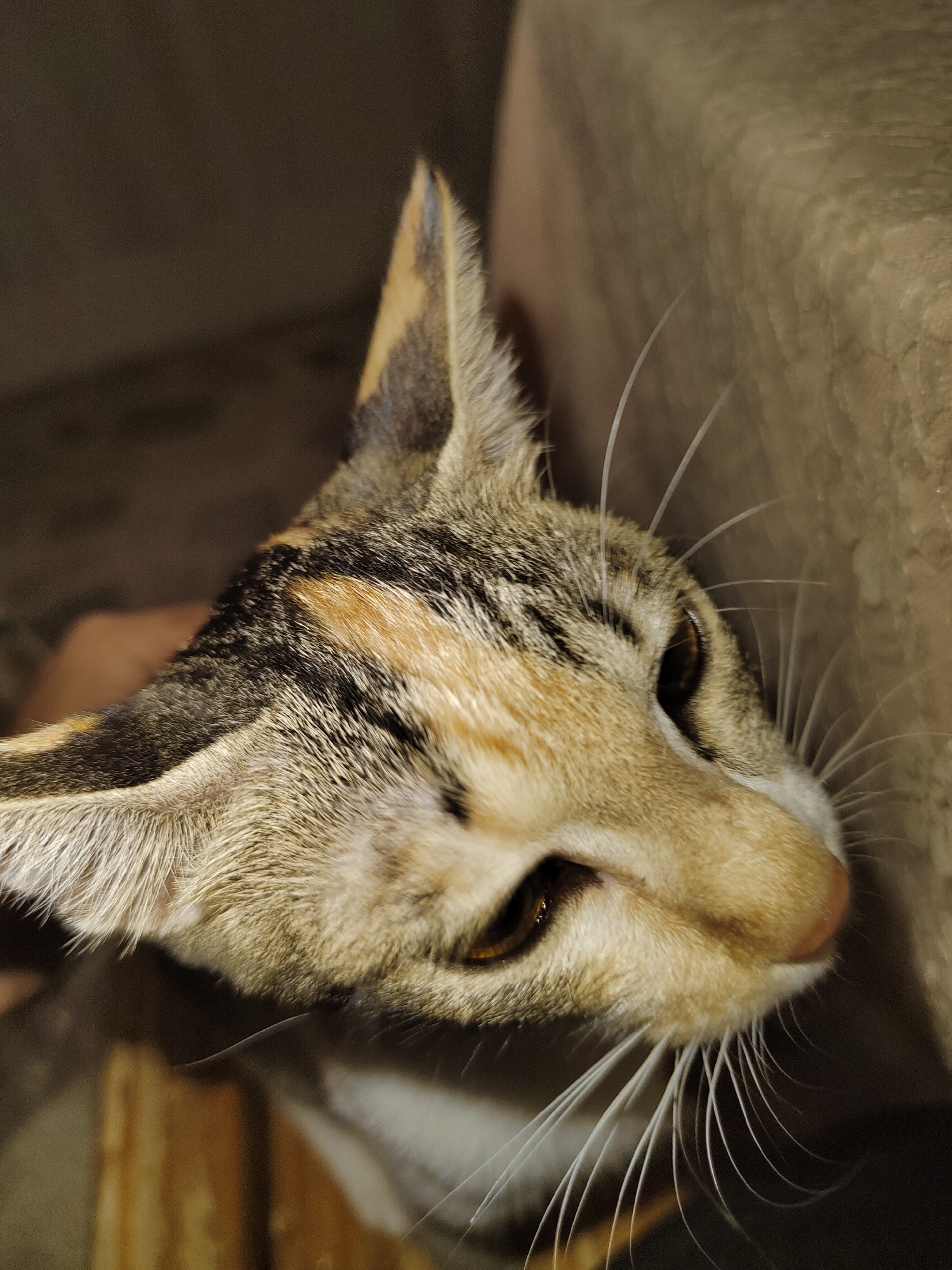A close-up, eye-level shot focuses on the face of a calico cat. The cat's head is tilted to the right, with its right eye partially closed, and its gaze directed downward. Its fur is a mixture of tan, black, and orange. Long, white whiskers fan out from its muzzle. The background is dark and out of focus, with a textured, light brown surface to the right of the cat. The scene appears to be indoors, possibly a home environment.