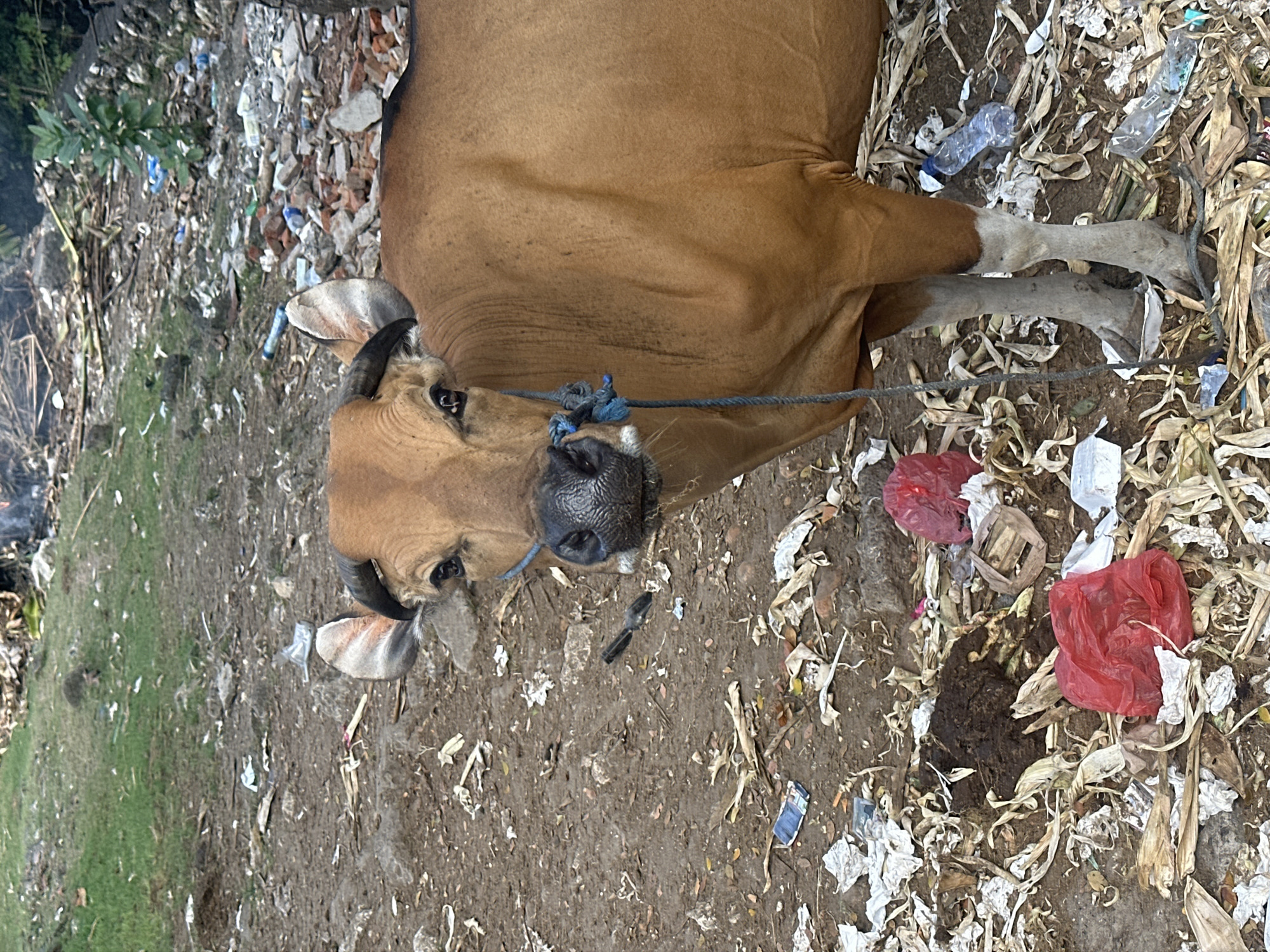A brown cow with black horns stands in a dirt area littered with trash, including plastic bottles and bags. The cow has a blue rope tied around its nose and is looking directly at the camera. In the background, there is more trash and some greenery. The location is identified as North Kuta, Indonesia.