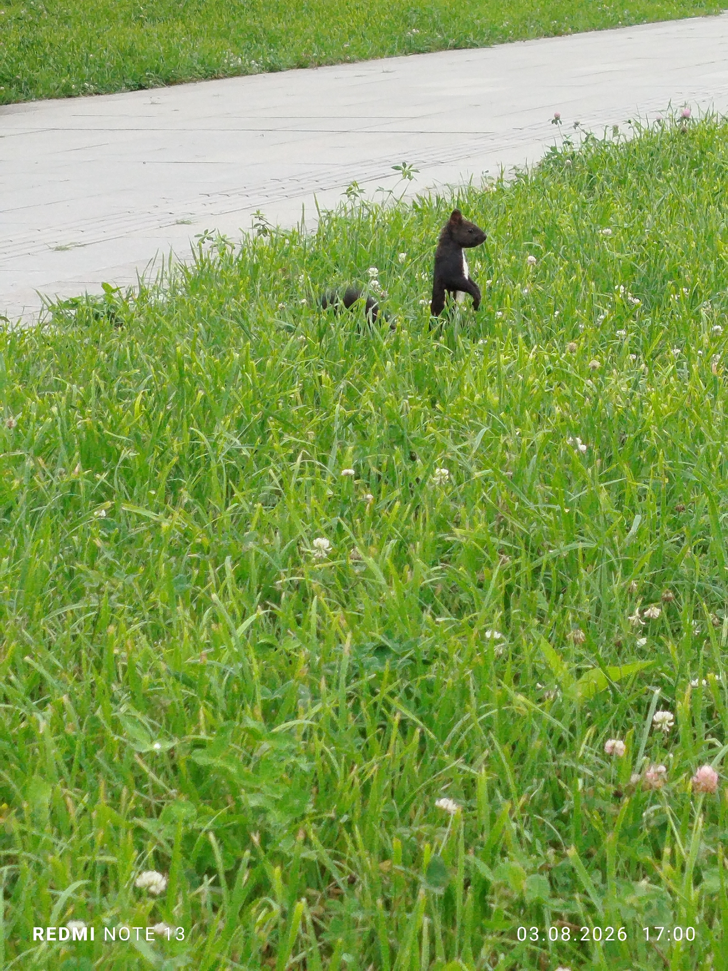A small, dark-furred animal, possibly a dog or a ferret, stands on its hind legs in a patch of green grass. The animal has a white marking on its chest. It is facing to the right, looking into the distance. The grass is tall and lush, with small white and pink flowers scattered throughout. A paved walkway or road is visible in the background to the left. The scene appears to be outdoors, in a park or grassy area. The lower right corner of the image displays the text "03.08.2026 17:00". The lower left corner displays "REDMI NOTE 13".
