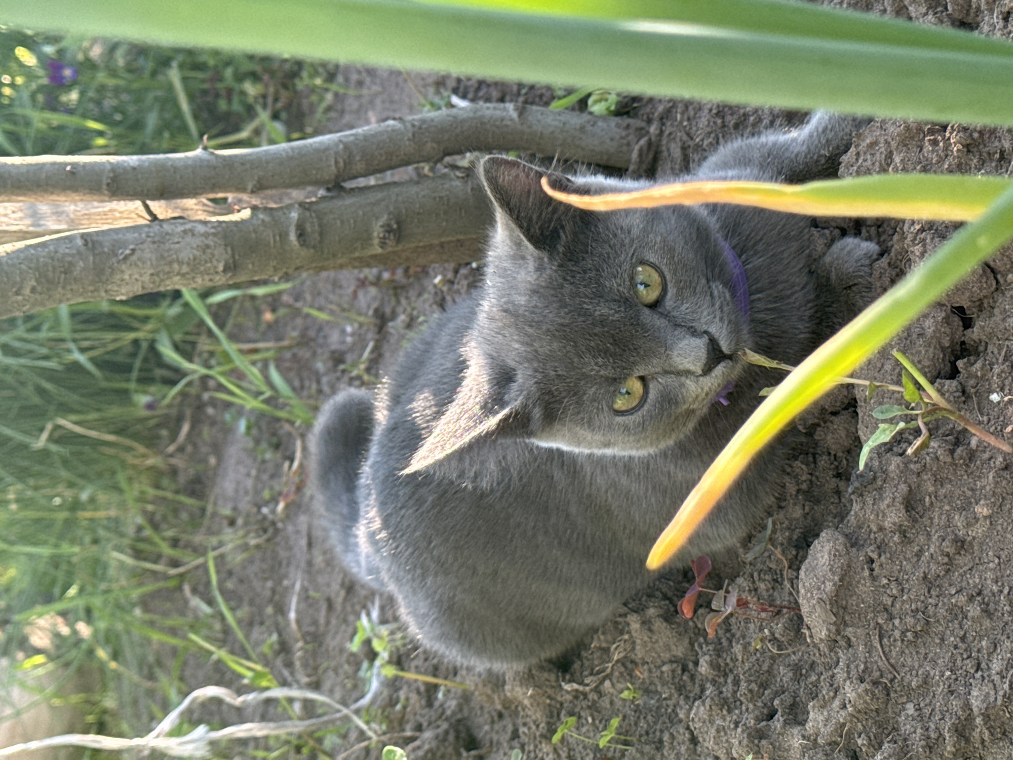 A grey cat with green eyes is lying in dirt near a tree. The cat is wearing a purple collar. The cat is looking at the camera. There are green plants in the foreground. The background is blurred and out of focus, but it appears to be a garden or yard. The image was taken in Nizhnyaya Gar', Russia.